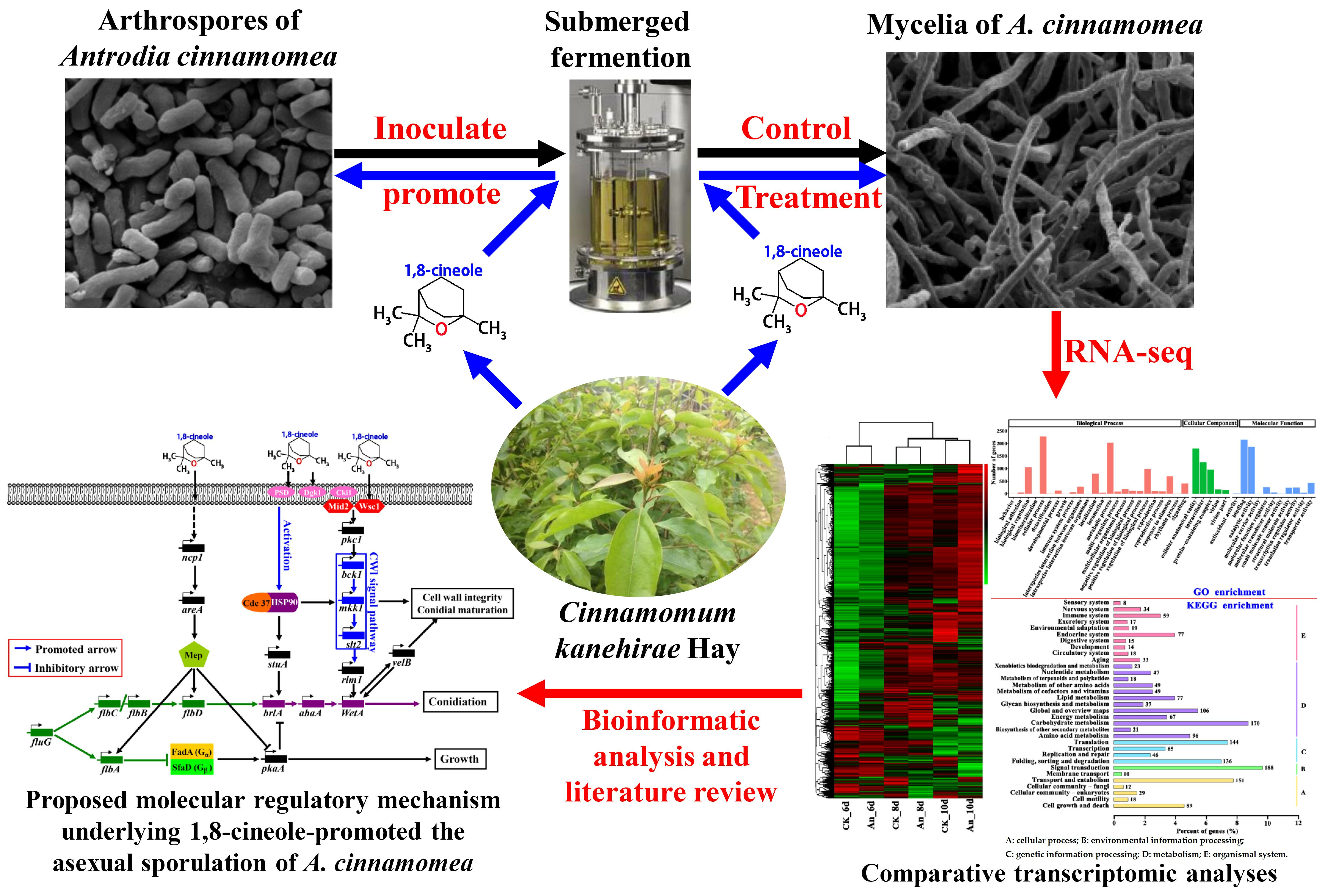 Molecules Free Full Text Comparative Transcriptomic Analyses