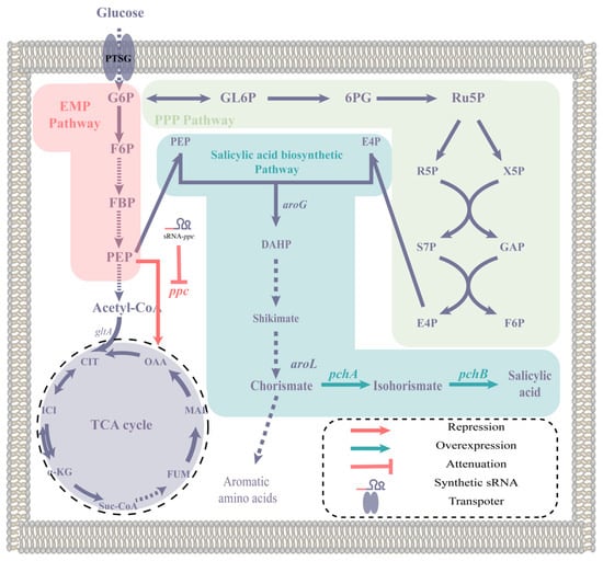 Molecules | Free Full-Text | The Construction of the Self-Induced Sal ...