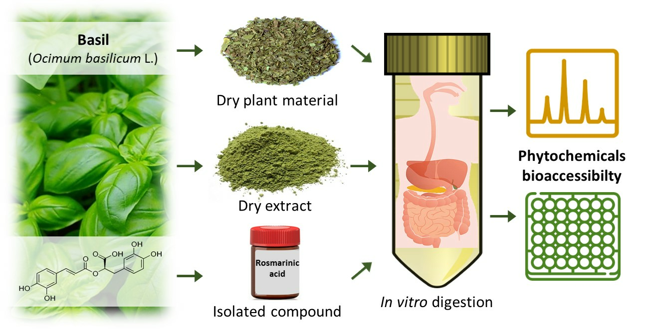 Molecules Free Full Text Bioaccessibility of Rosmarinic Acid