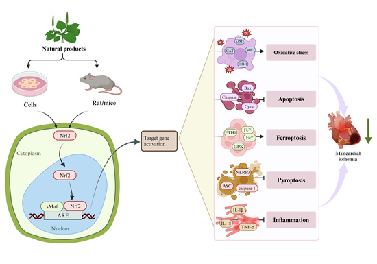 Molecules | Free Full-Text | Potential Targets of Natural Products 