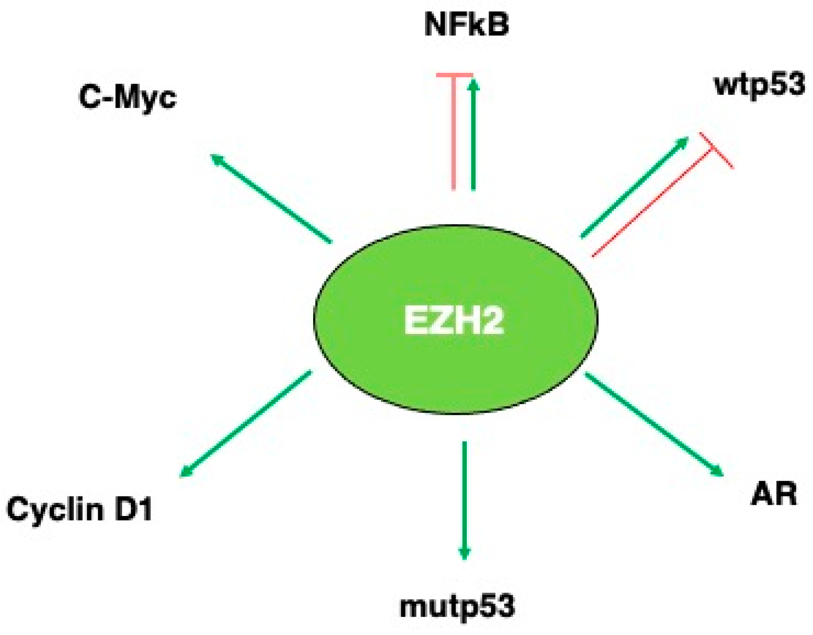 Targeting EZH2 in Cancer: Mechanisms, Pathways, and Therapeutic Potential