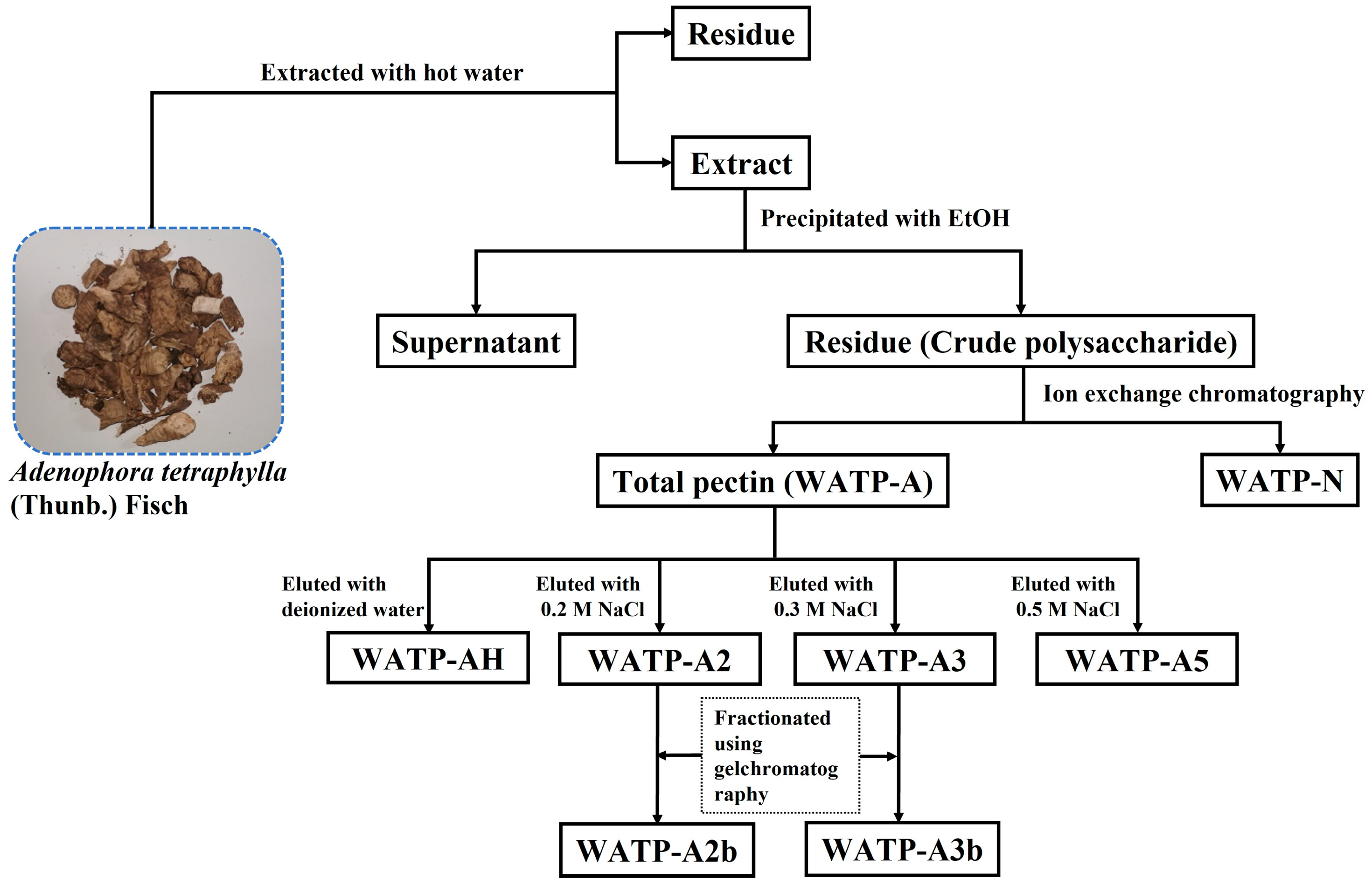 Exploring the Structural Characteristics and Antioxidant