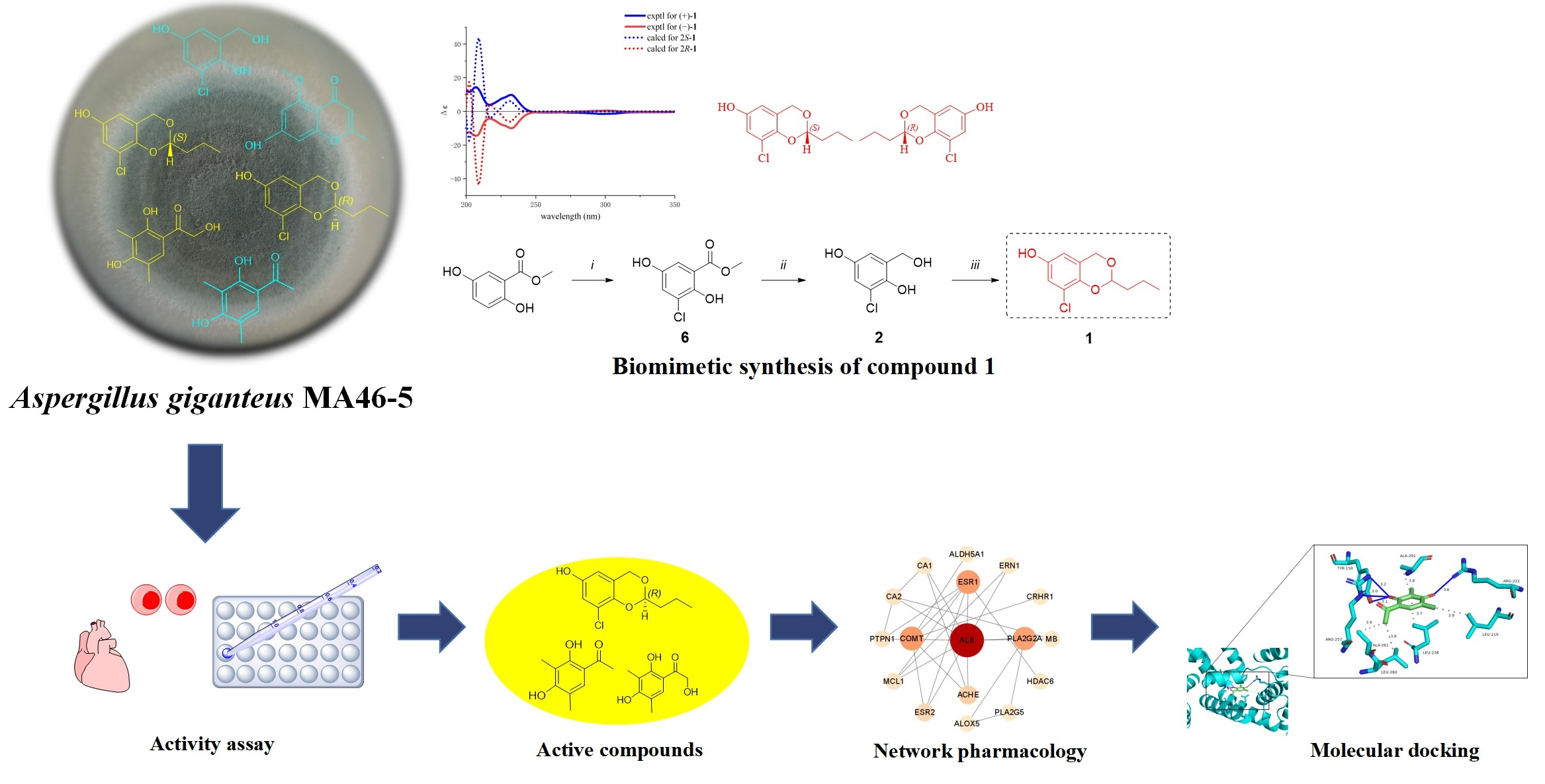 Polyketides with Cardioprotective Bioactivities from Sponge