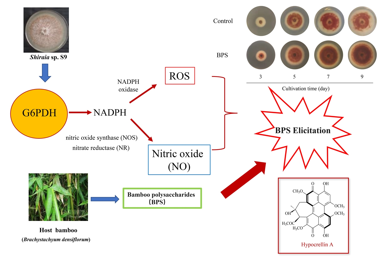 ℳ. Glucose-6-Phosphate Dehydrogenase Modulates Shiraia