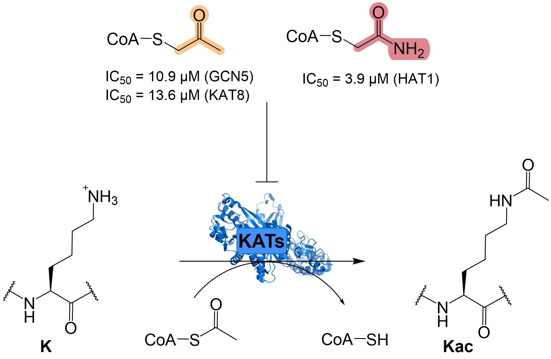Inhibition of Histone Lysine Acetyltransferases by Coenzyme A Analogs