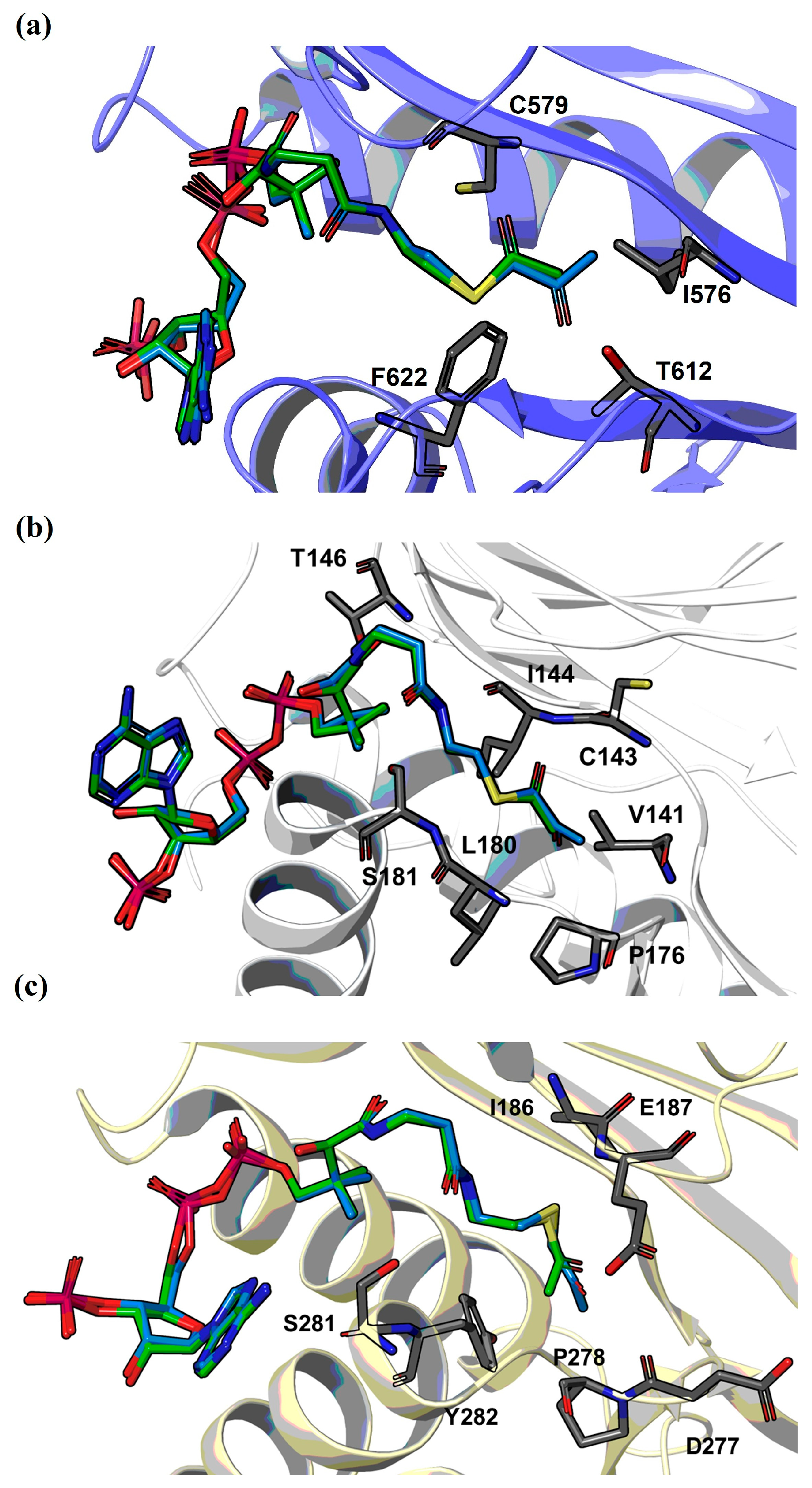 Inhibition of Histone Lysine Acetyltransferases by Coenzyme A Analogs