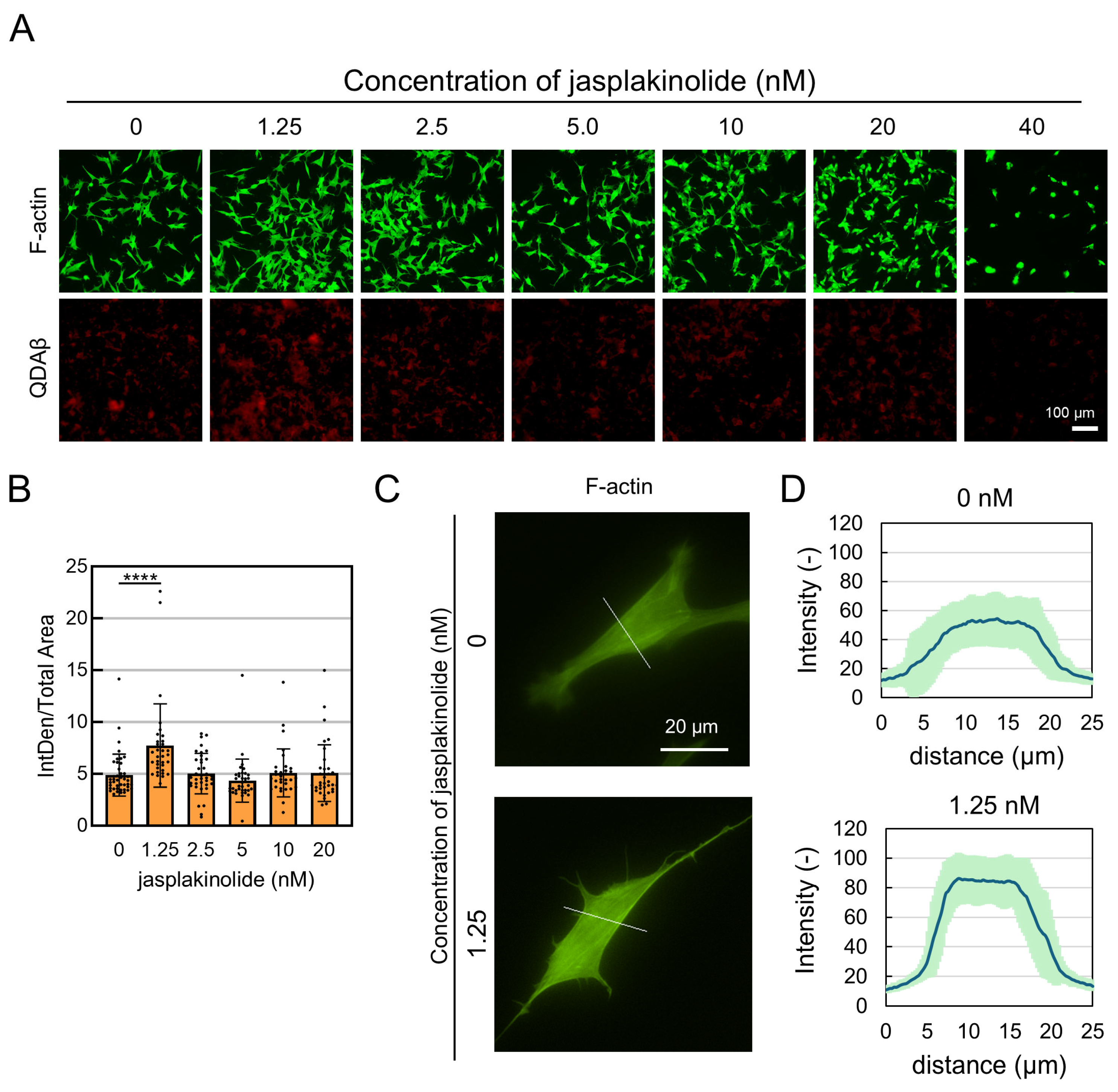 Enhancement of Cytoskeletal Tension Promotes Amyloid-β Aggregation on ...