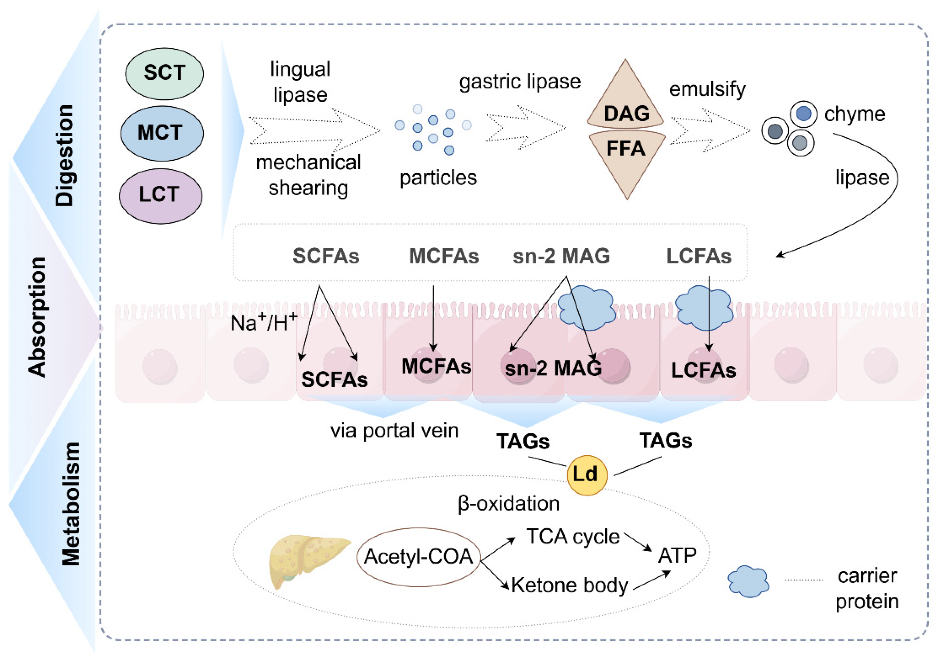 The Effect of Alkyl Chain Length on Biofunction of Dietary Lipid