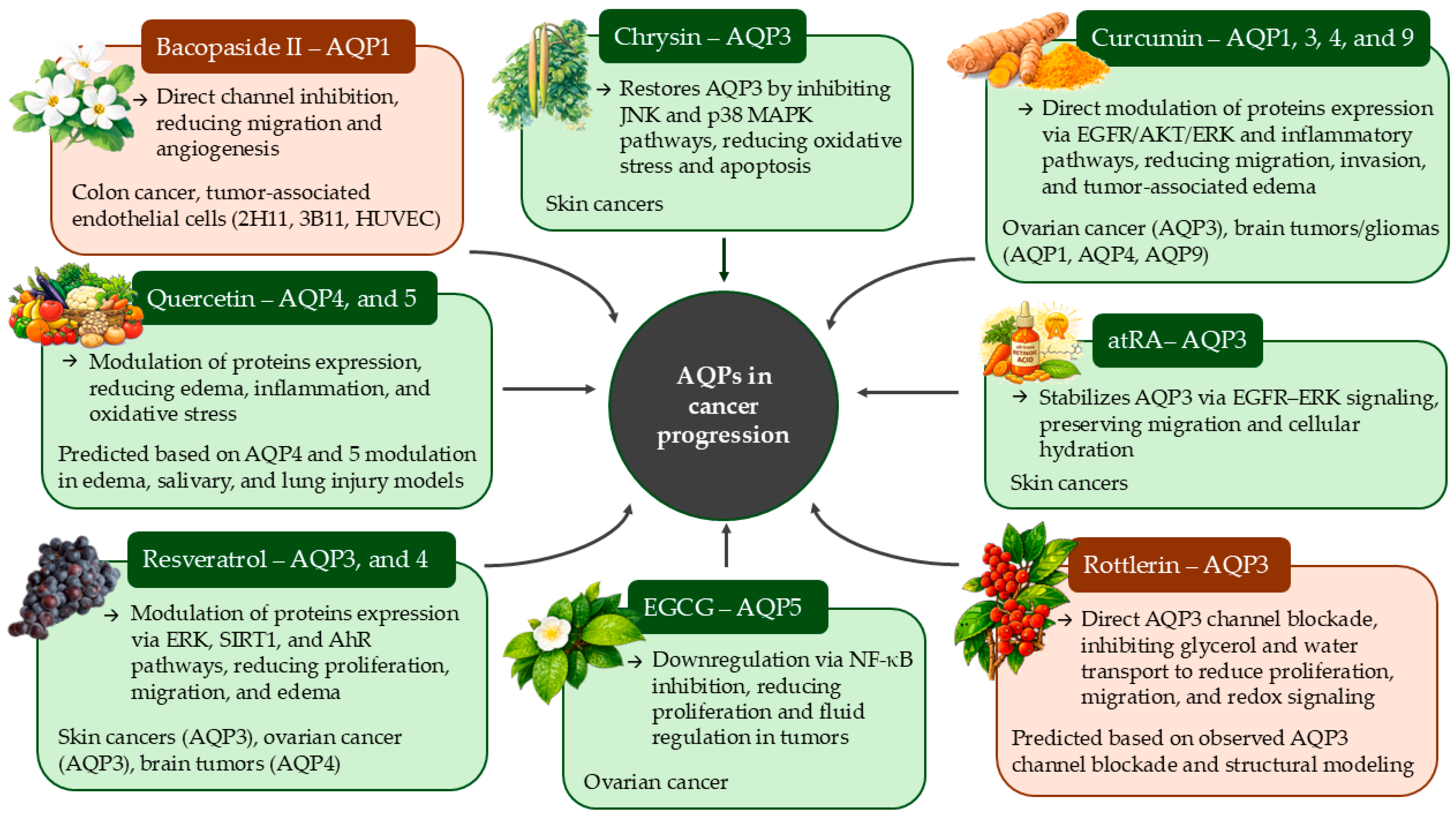 Natural Modulators of Aquaporins in Cancer Therapy: Functional ...