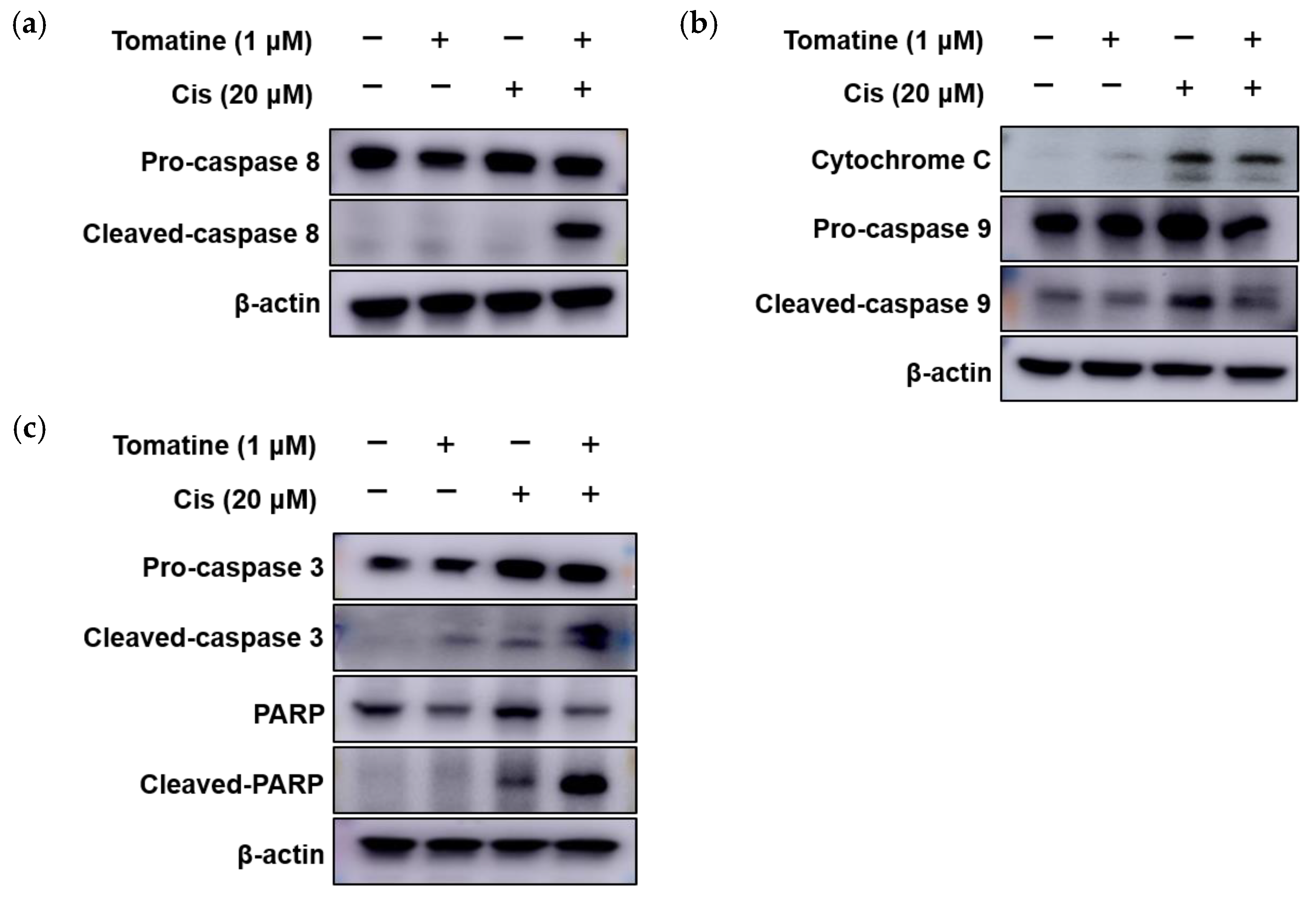 Enhanced Inhibition of HNSCC Growth by α-Tomatine and Cisplatin via ...