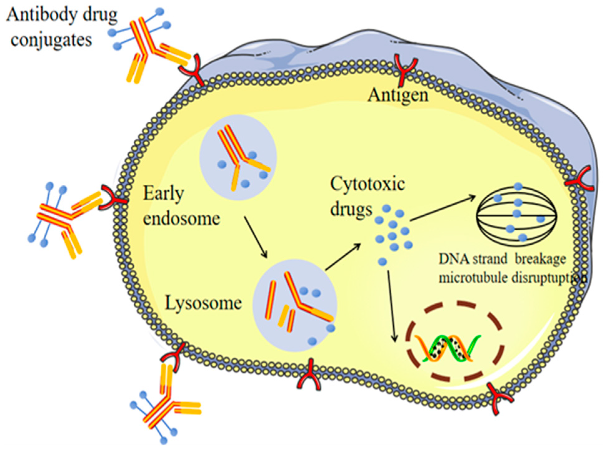 Antibody–Drug Conjugates (ADCs): A Review of Structural Design ...