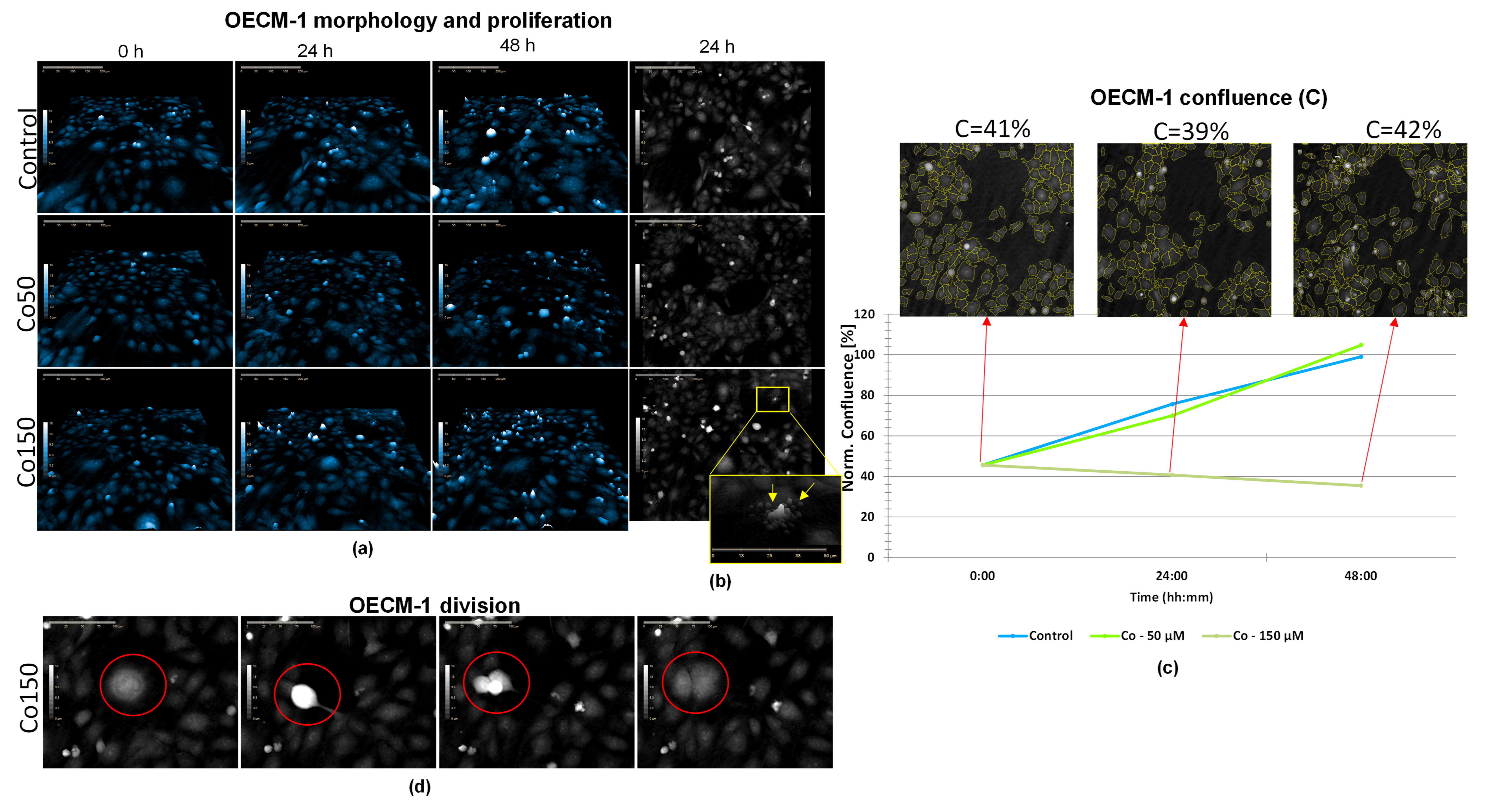 Differential Effects of Curcumin and Cordycepin on Oral Squamous Cell ...