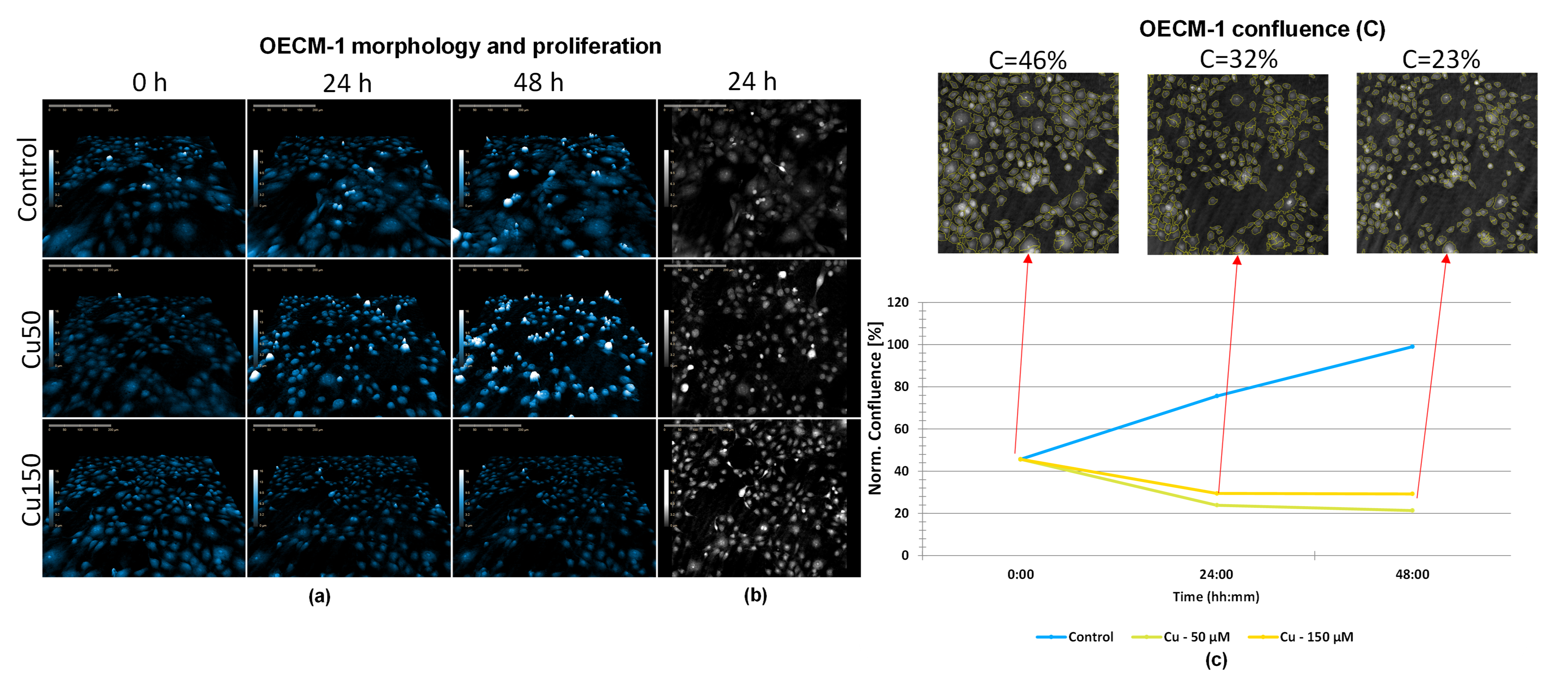 Differential Effects of Curcumin and Cordycepin on Oral Squamous Cell ...