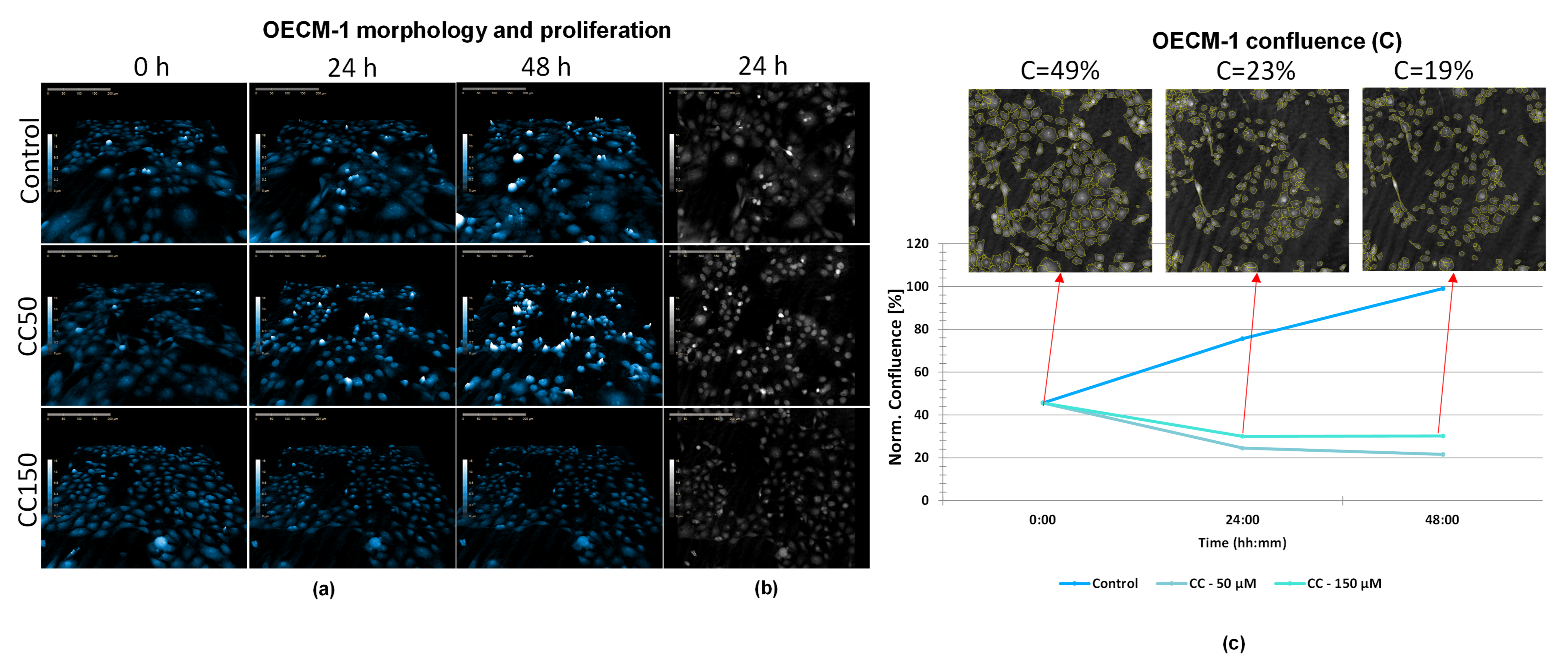 Differential Effects of Curcumin and Cordycepin on Oral Squamous Cell ...