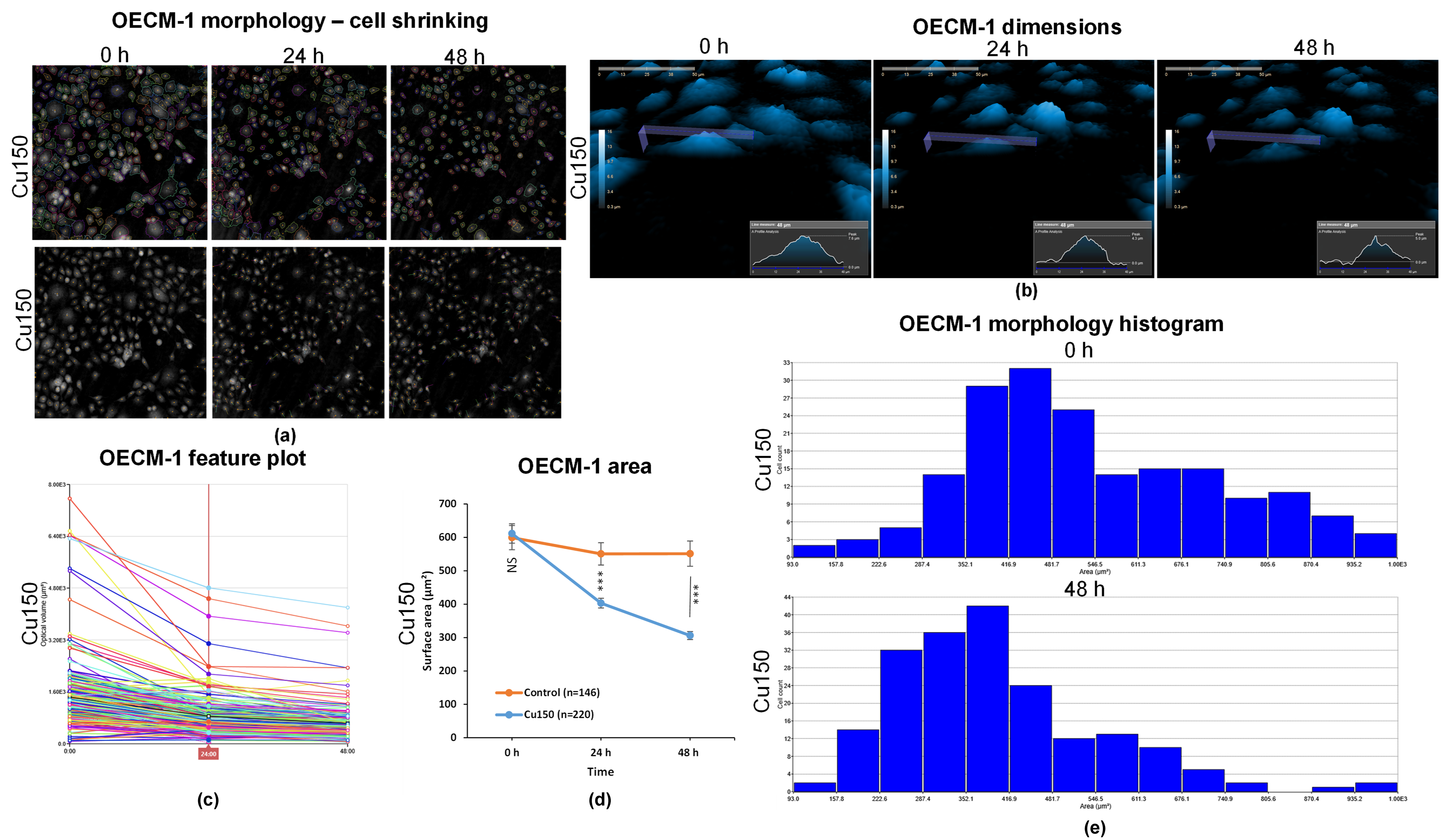Differential Effects of Curcumin and Cordycepin on Oral Squamous Cell ...