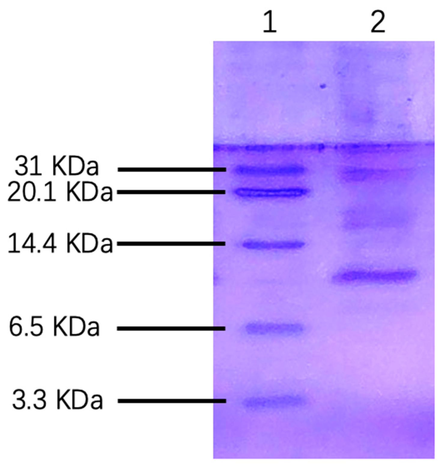 Truncated Rgp A Genetically Truncated RGD-Containing Peptide rLj-RGD4 Exhibits Potent ...