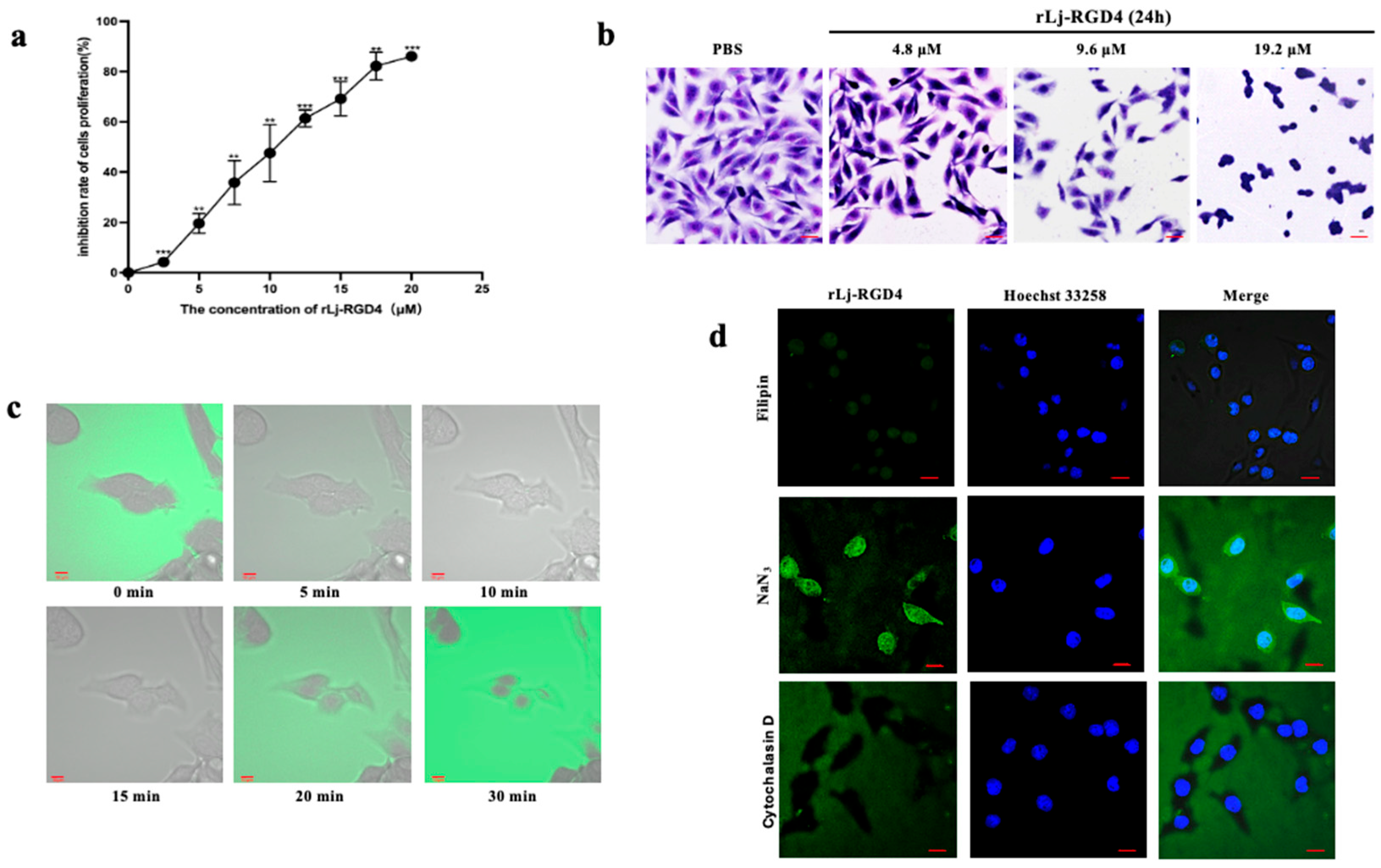 Truncated Rgp A Genetically Truncated RGD-Containing Peptide rLj-RGD4 Exhibits Potent ...