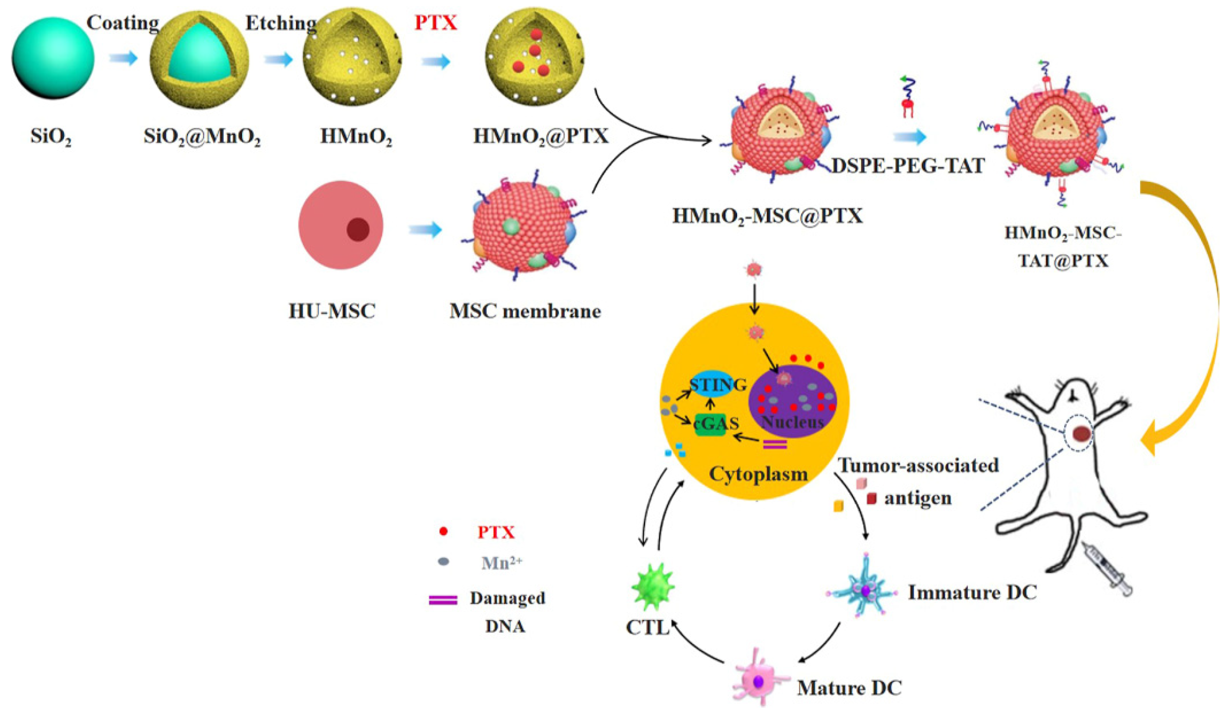 Nuclear-Targeted Drug Delivery Systems for Cancer Therapy: Advances ...