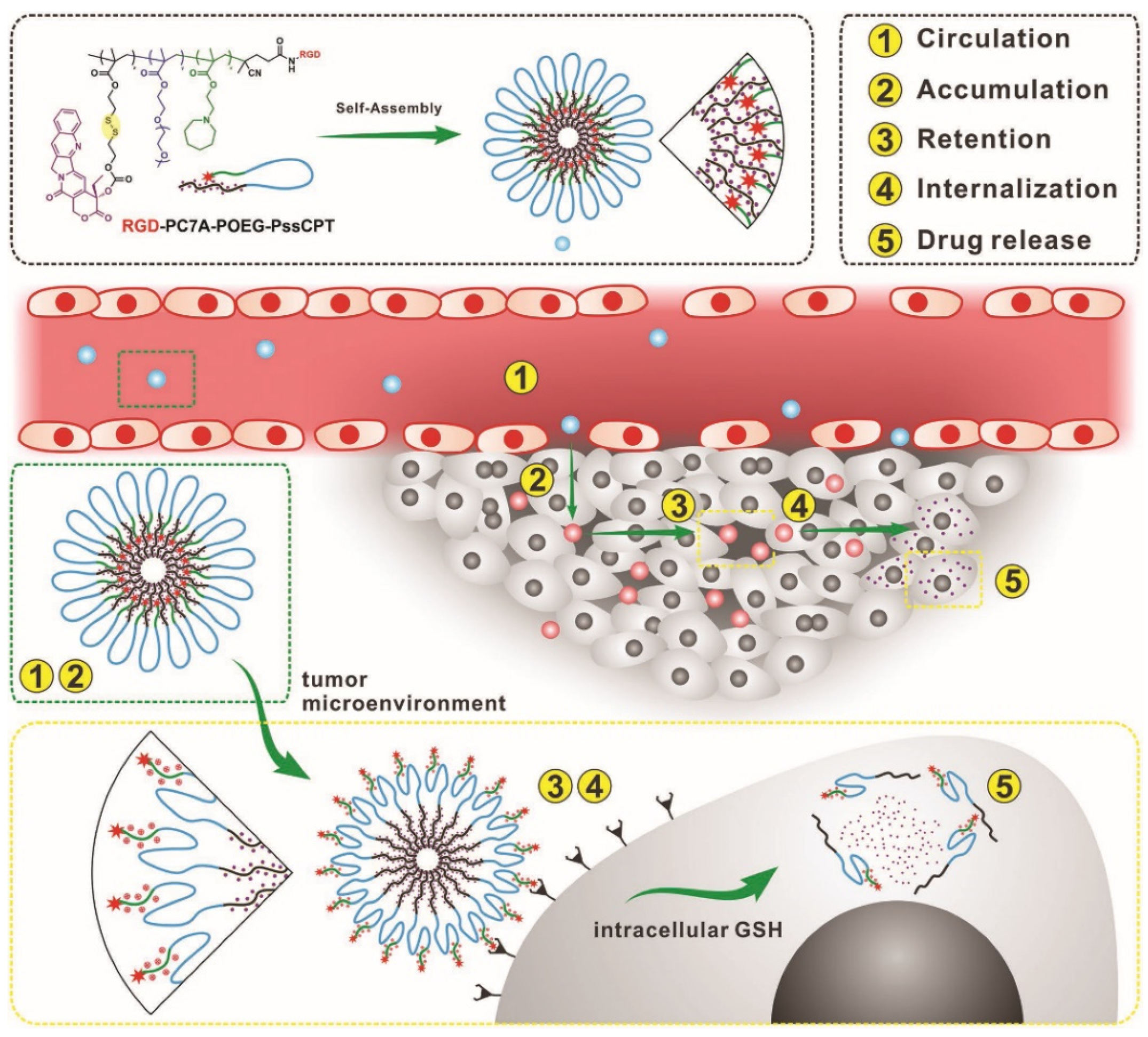 Nuclear-Targeted Drug Delivery Systems for Cancer Therapy: Advances ...