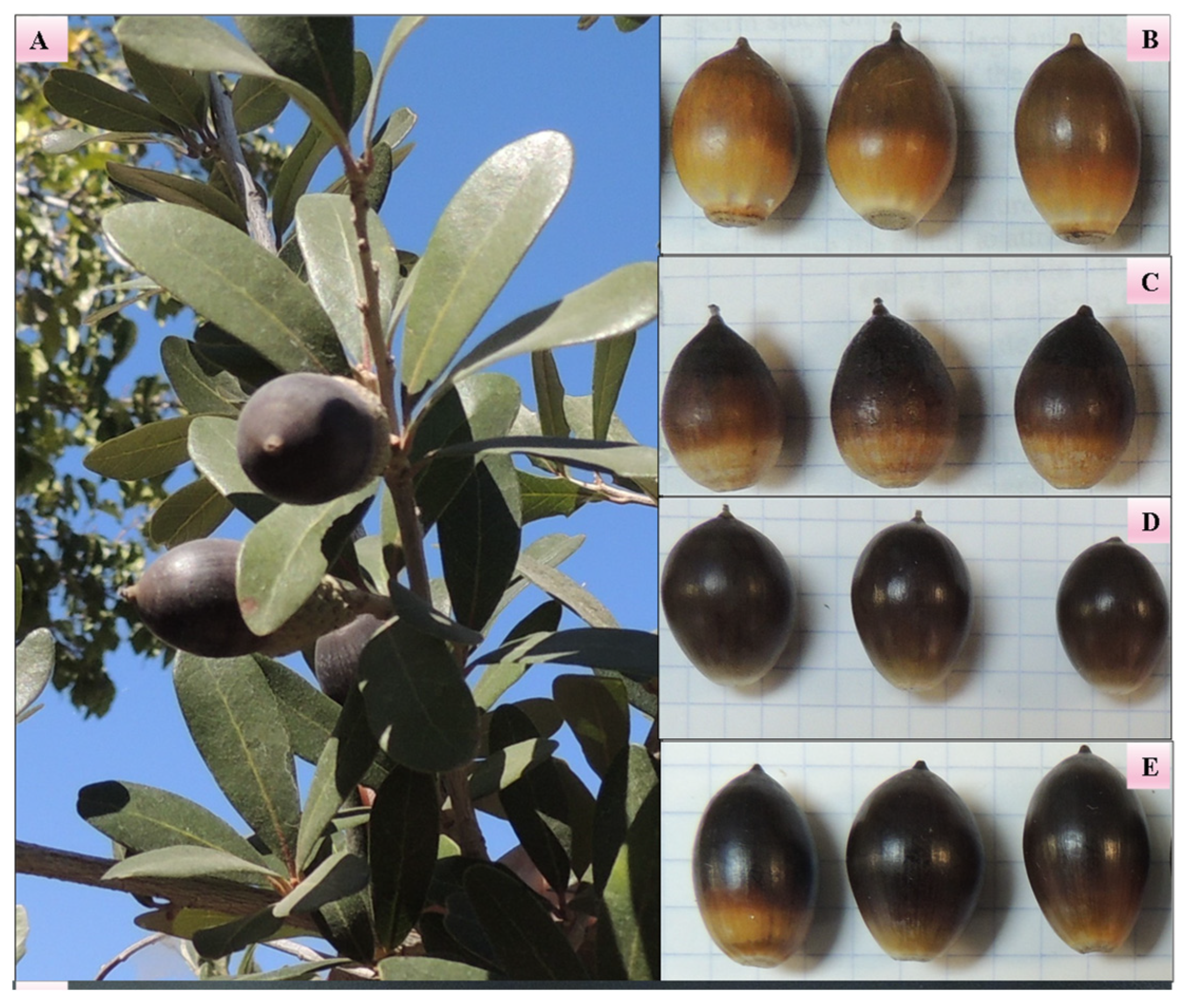Potential of North American Acorns as an Underutilized Food Source ...