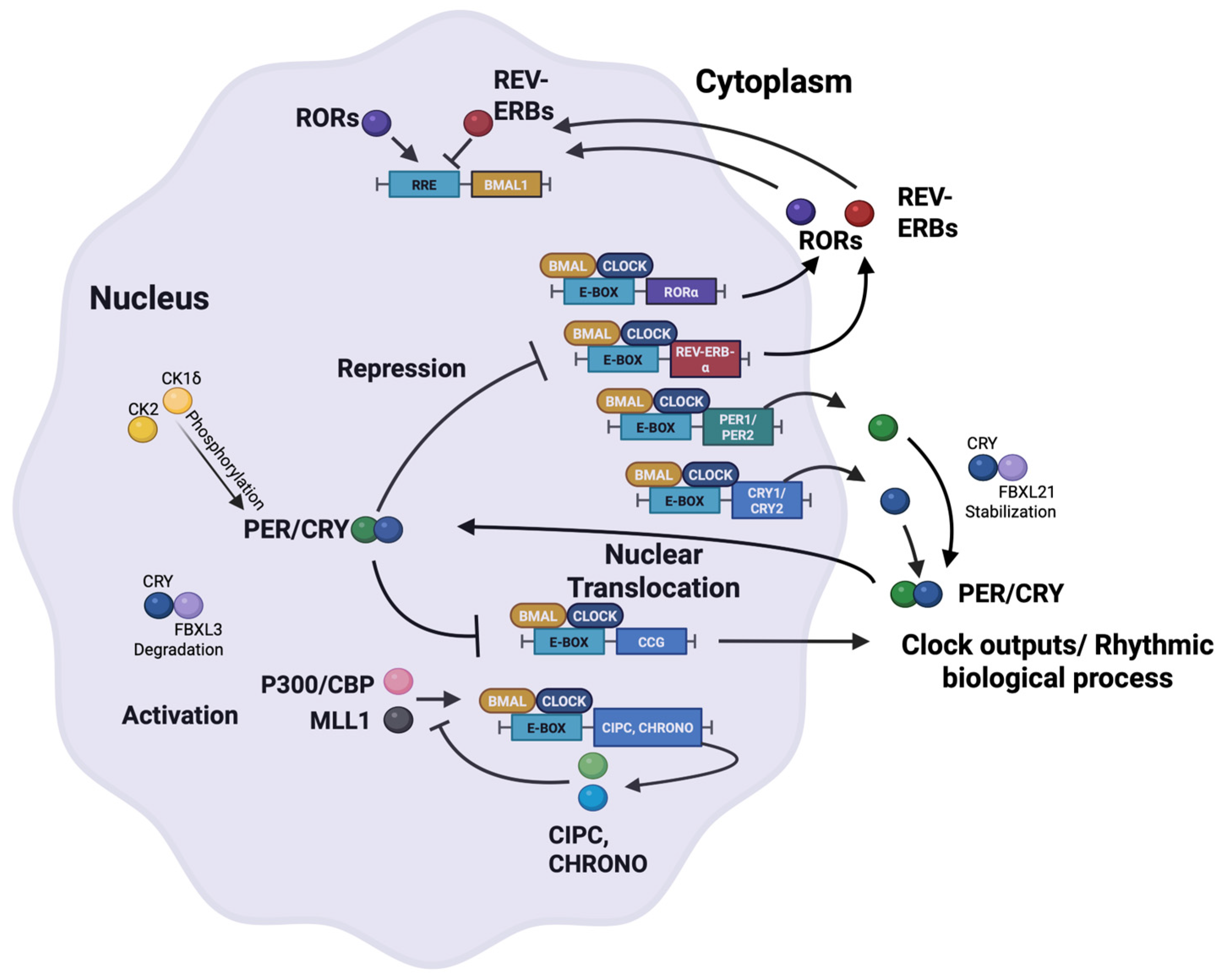 Small-Molecule Modulation of the Circadian Clock in Cancer and Aging