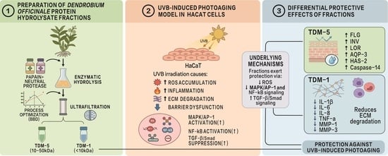 Photoprotective Effects of Dendrobium officinale Protein Hydrolysate Fractions Against UVB-Induced Photoaging Associated with Modulation of MAPK/NF-κB and TGF-β/Smad Signaling