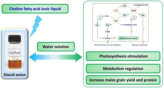 Choline Fatty Acid Ionic Liquids Enhance Growth, Nitrogen Metabolism, and Grain Guality in Maize (Zea mays L.)