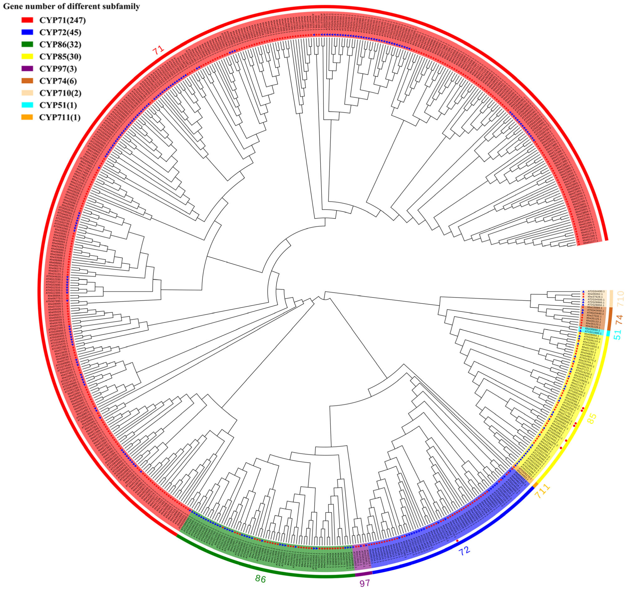 insights-into-the-cytochrome-p450-monooxygenase-superfamily-in-kadsura
