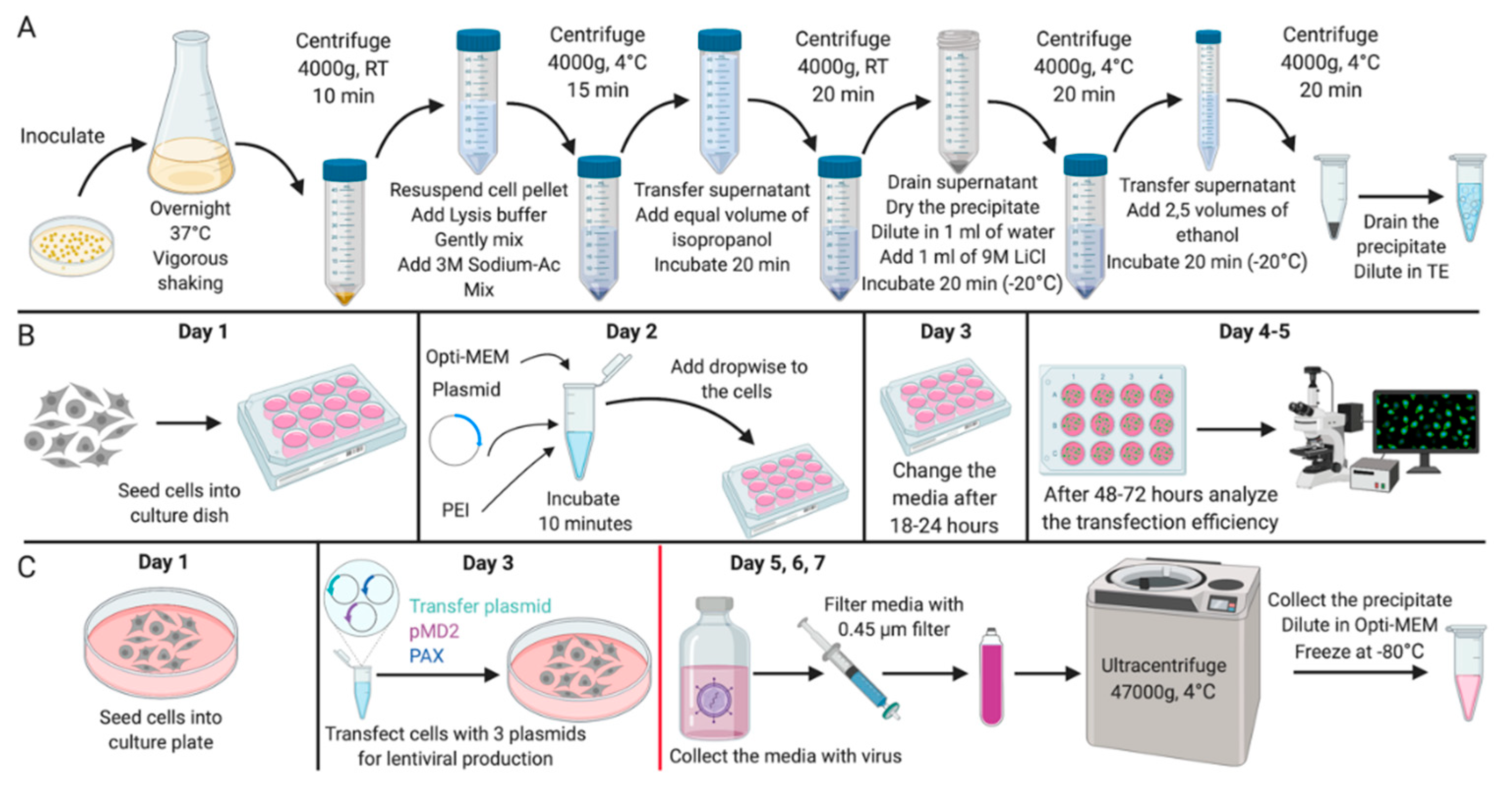 MPs | Free Full-Text | An Efficient Method for Isolation of Plasmid DNA for  Transfection of Mammalian Cell Cultures