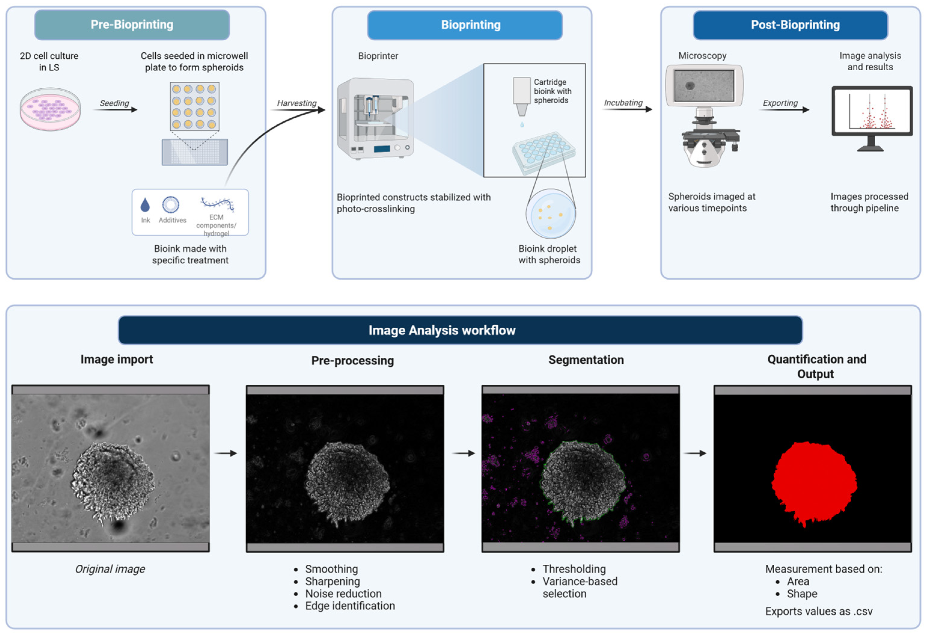 An Open-Source Automated Pipeline for Quantitative Morphological ...