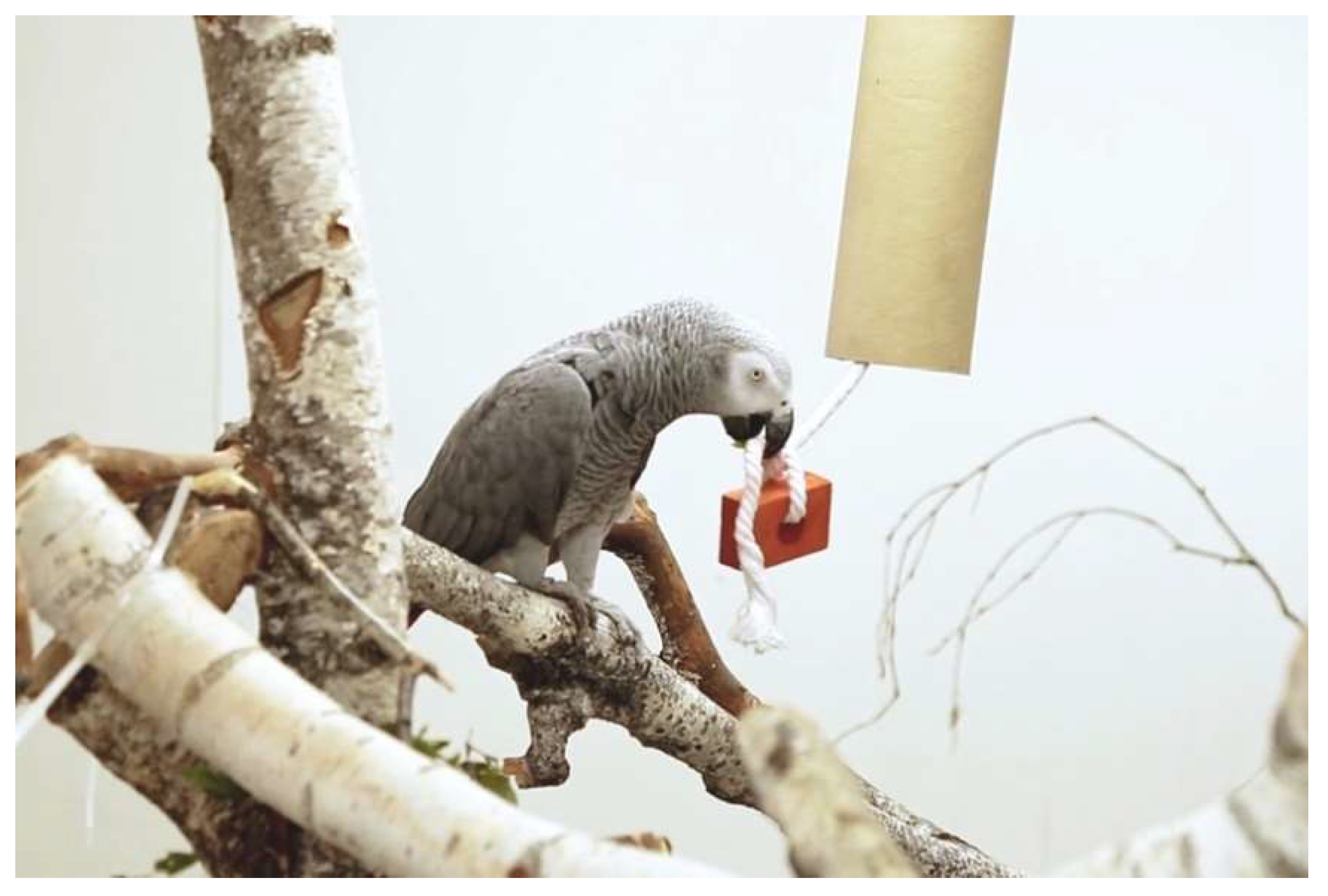 Musical Instruments For Grey Parrots
