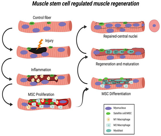The Physiology Of Muscle Recovery What Happens Inside Your Muscles AERNS The Physiology Of Muscle Recovery What Happens Inside Your Muscles AERNS