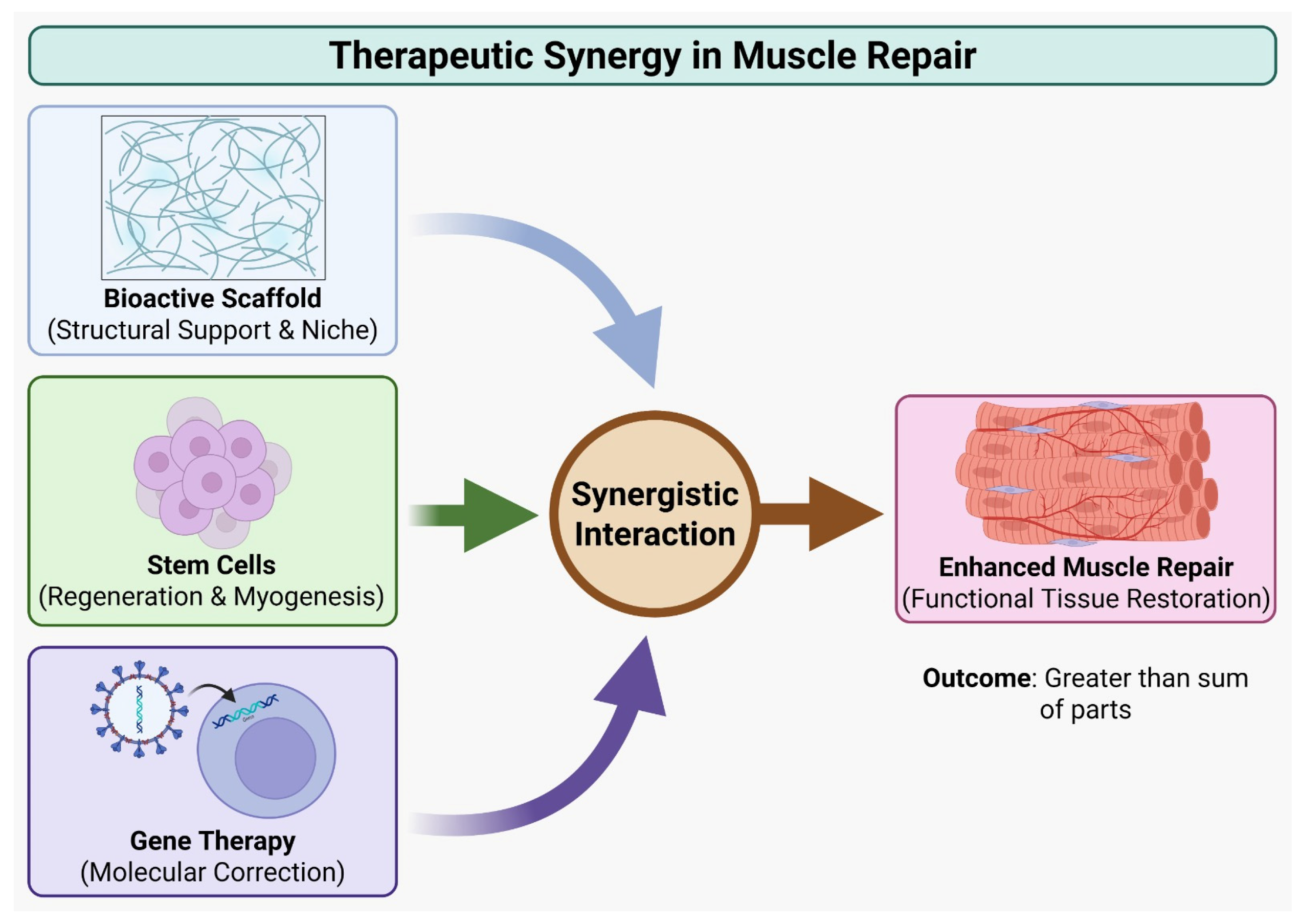 Neuromuscular Mechanisms and Oxidative Stress in Skeletal Muscle ...