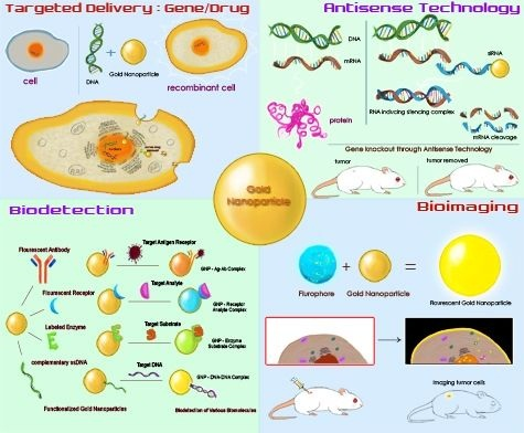 Protein-gold nanoparticle interactions and their possible impact on  biomedical applications - ScienceDirect
