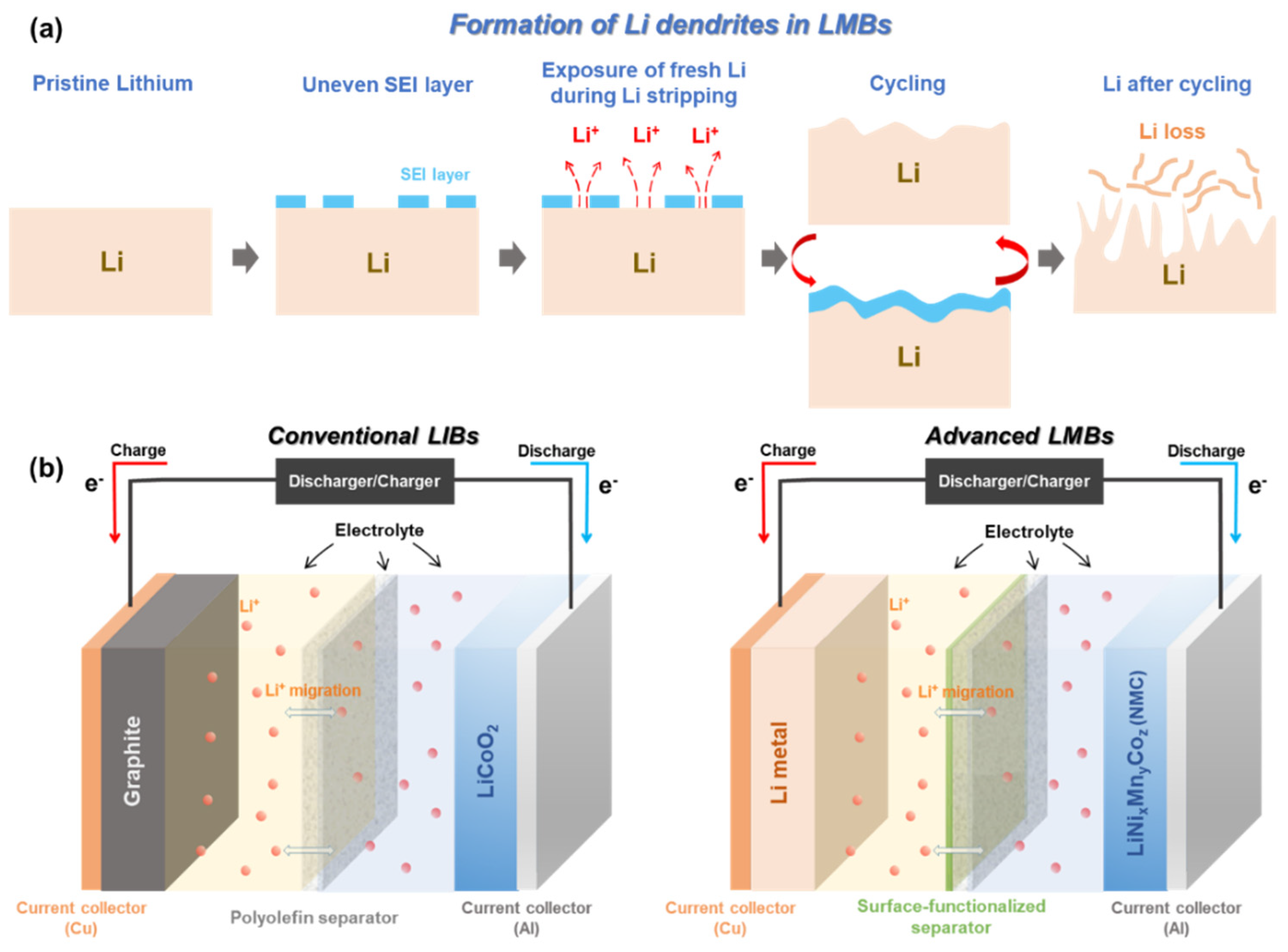 In-situ constructed lithium-salt lithiophilic layer inducing bi
