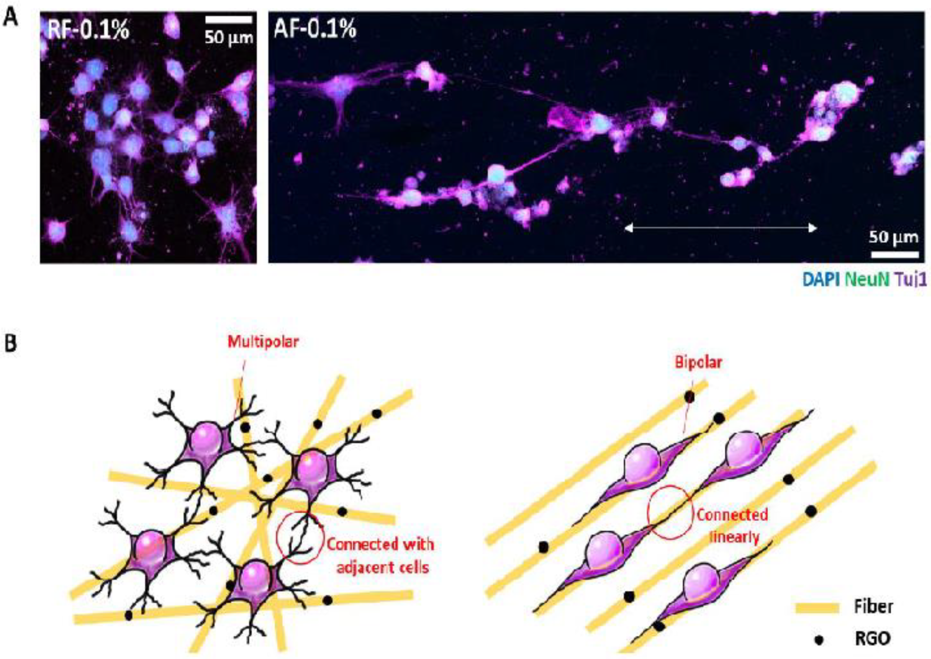 Nanomaterials | Free Full-Text | Renewable Carbon Nanomaterials: Novel  Resources for Dental Tissue Engineering