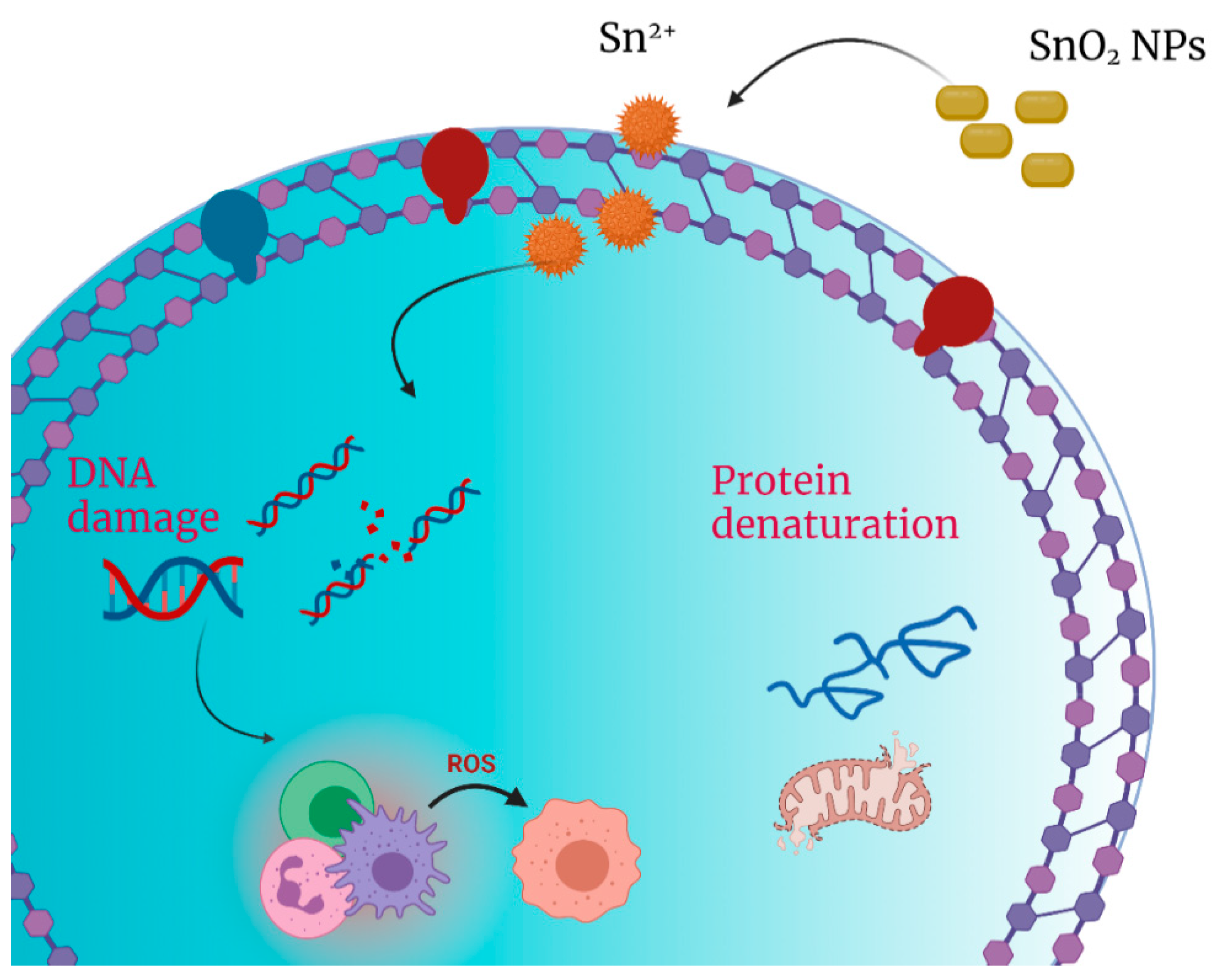 nanomaterials-free-full-text-flower-like-sno2-nanoparticle-biofabrication-using-pometia