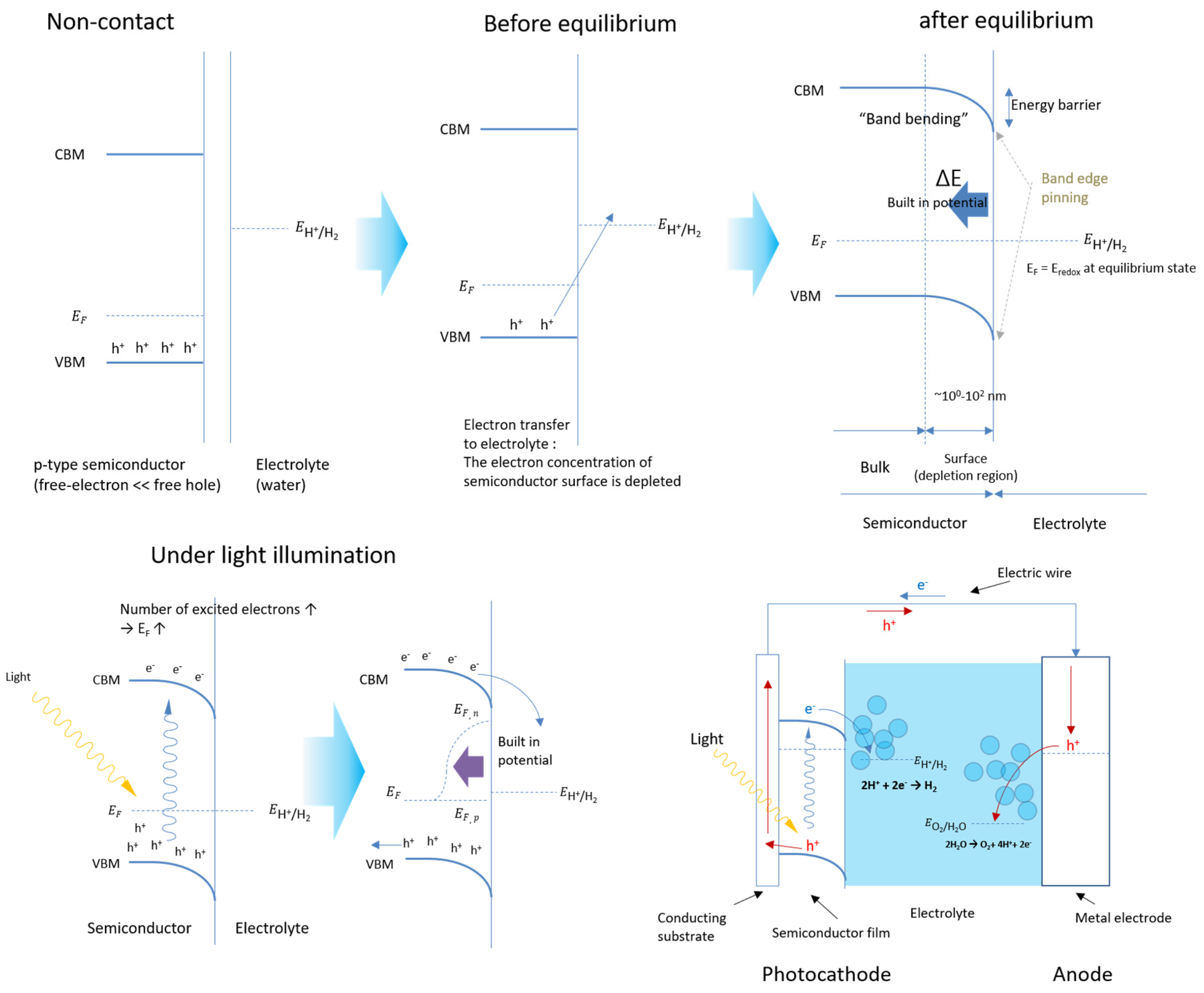 A single n-type semiconducting polymer-based photo-electrochemical