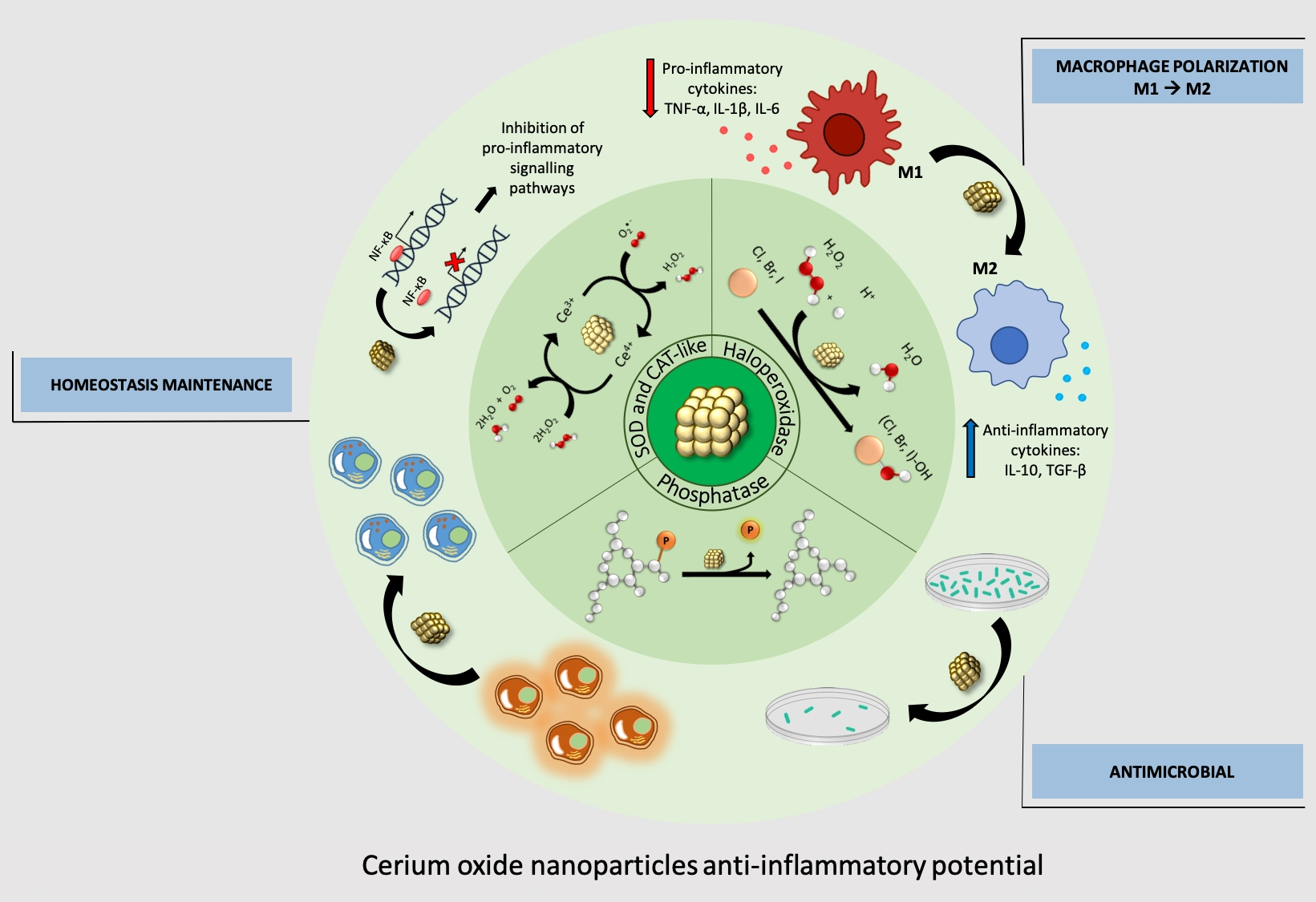 Highly antimicrobial activity of cerium oxide nanoparticles