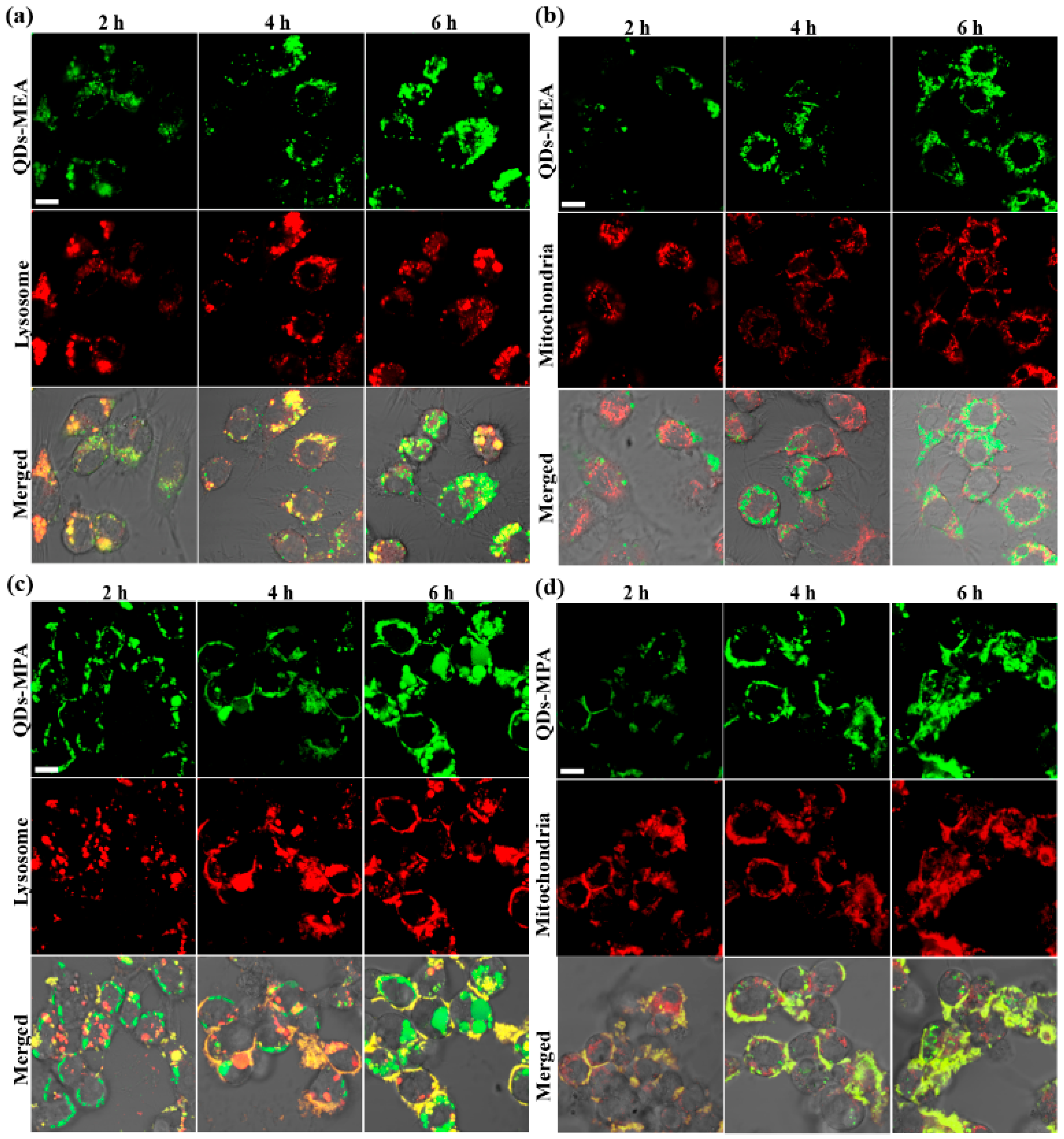 Surface Charge Affects the Intracellular Fate and Clearance Dynamics of ...