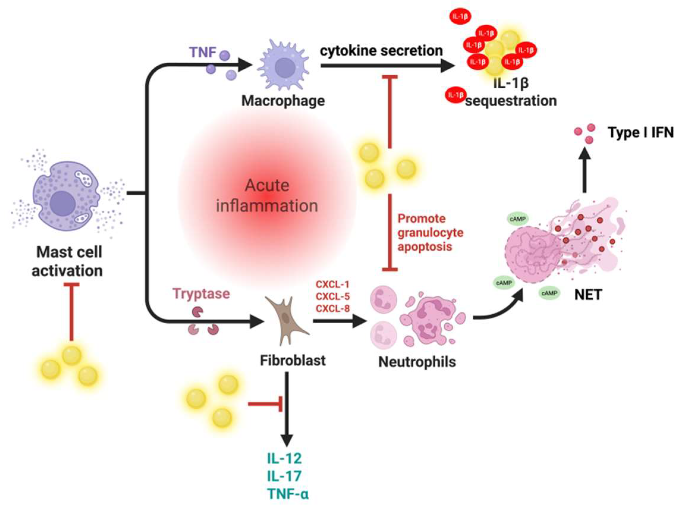 その他 achan Immunomodulatory Effects of Gold Nanoparticles: Impacts on
