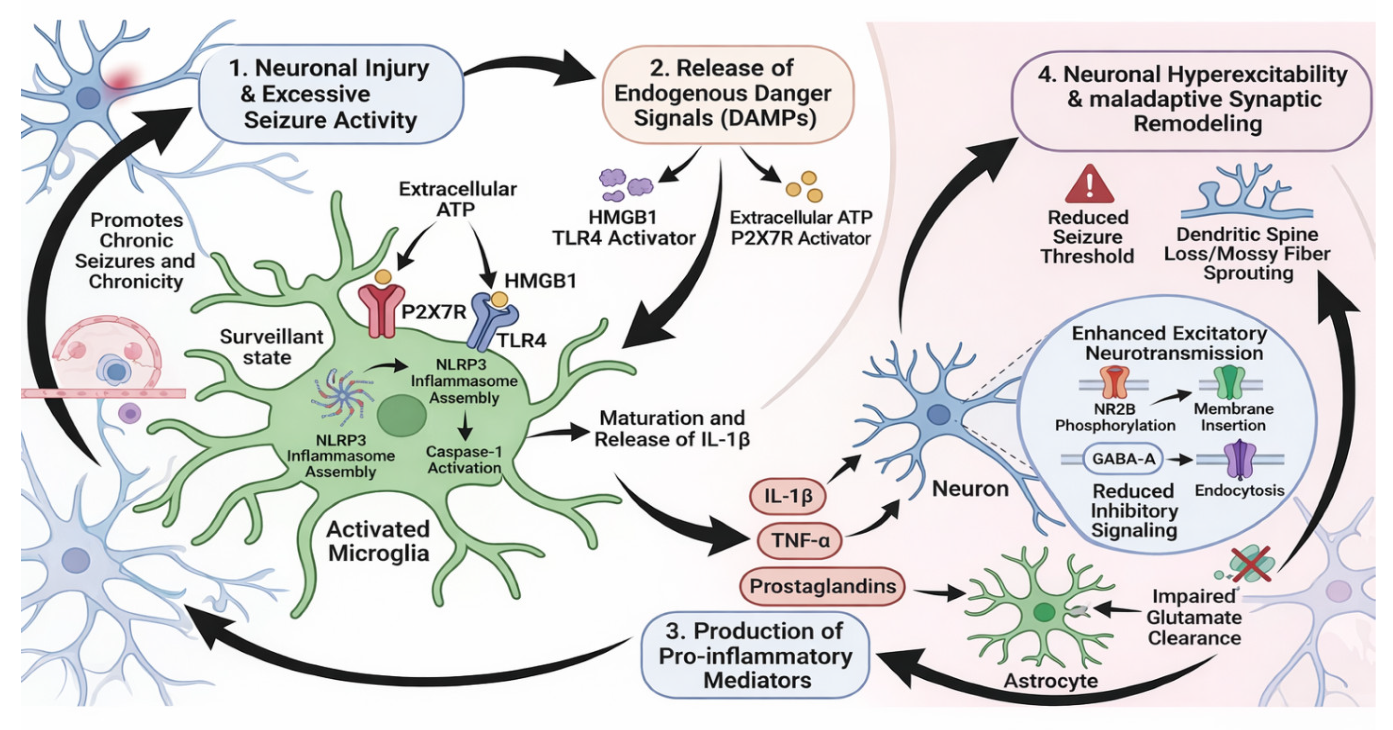 Targeting Microglial Activation in Drug-Resistant Epilepsy: A Scoping ...