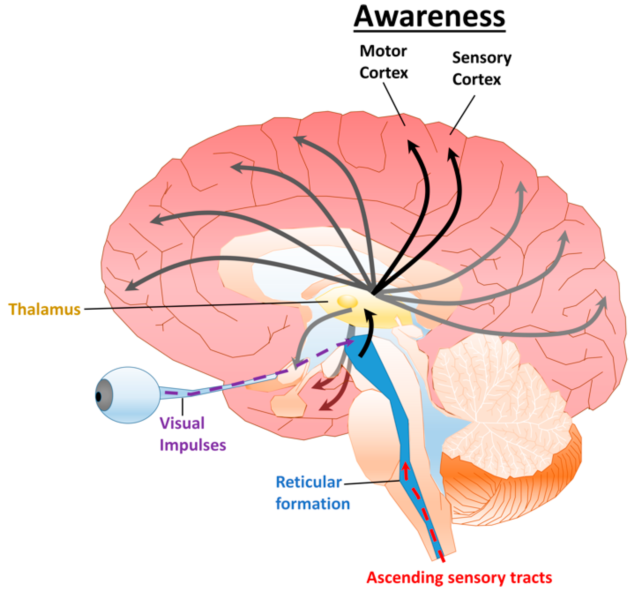 coma patients brain activity