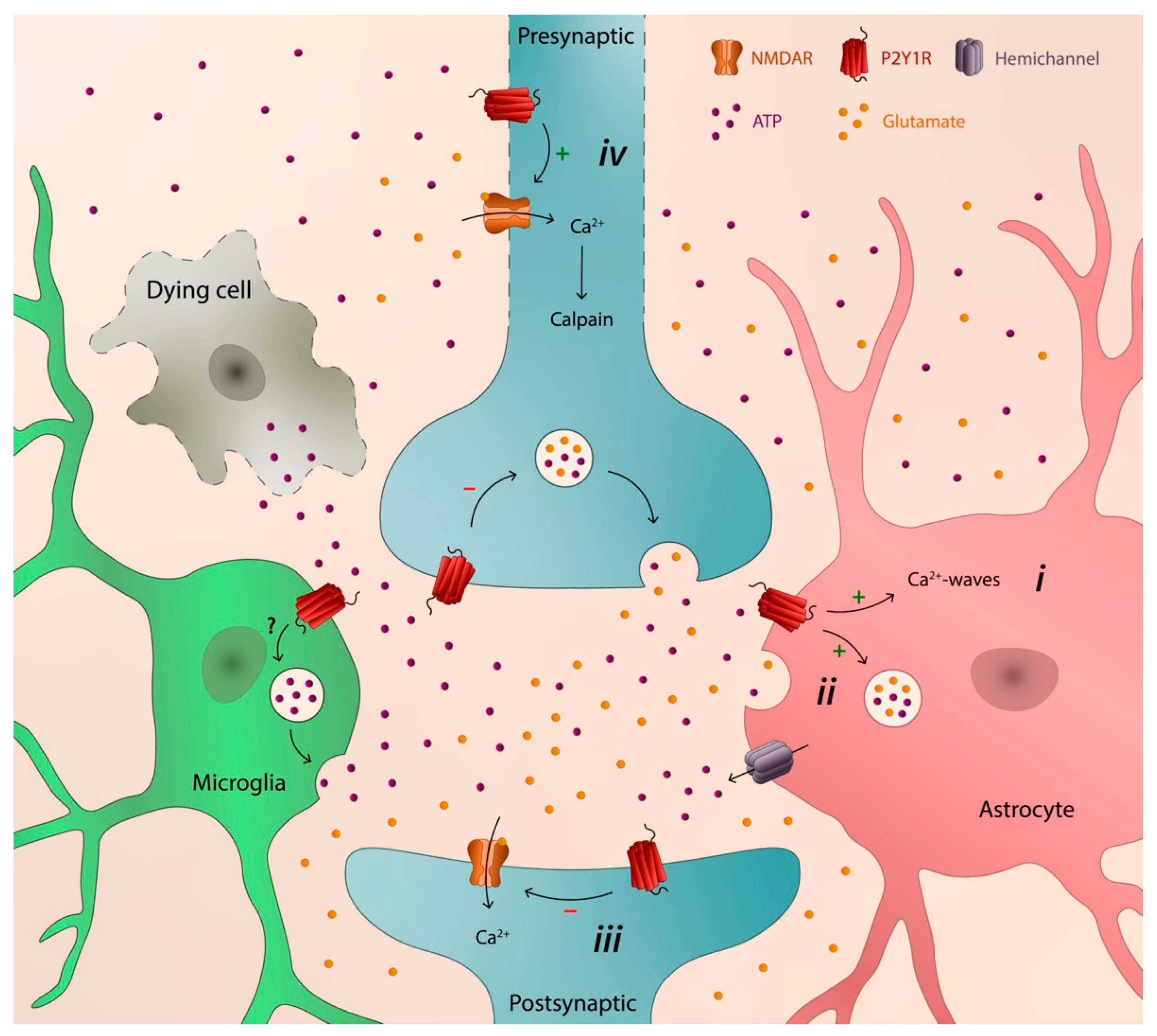 NeuroSci | Free Full-Text | P2Y1 Receptor as a Catalyst of Brain  Neurodegeneration
