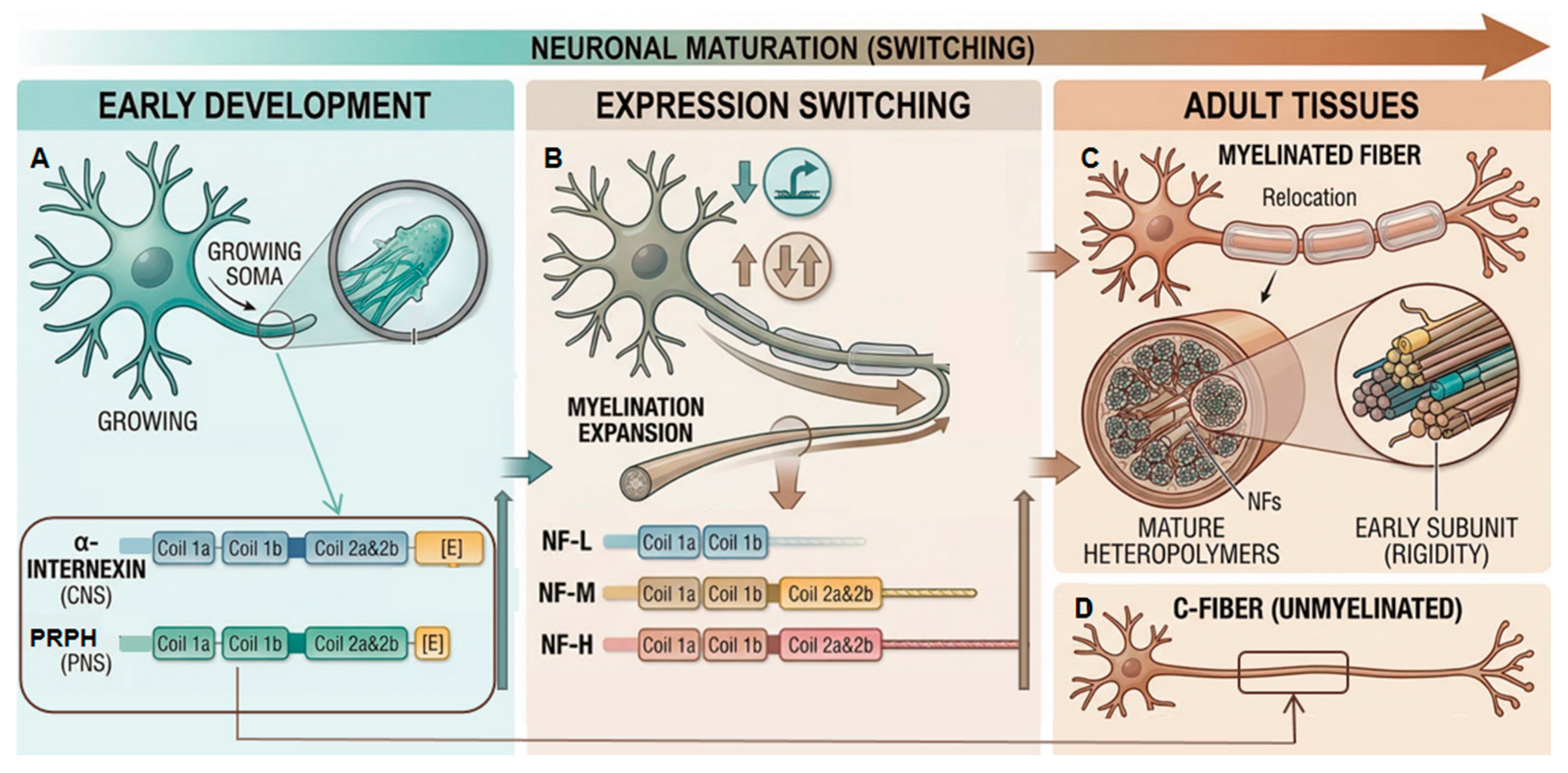 From Axonal Growth to Neurodegeneration: The Dual Role of Neurofilament ...