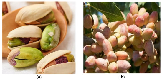 How Pistachio Nuts Help Reduce Cholesterol