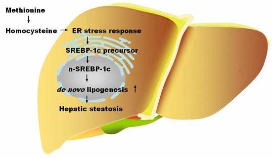 What is the Recommended Dosage of Methionine Powder for Liver Health? What is the Recommended Dosage of Methionine Powder for Liver Health?