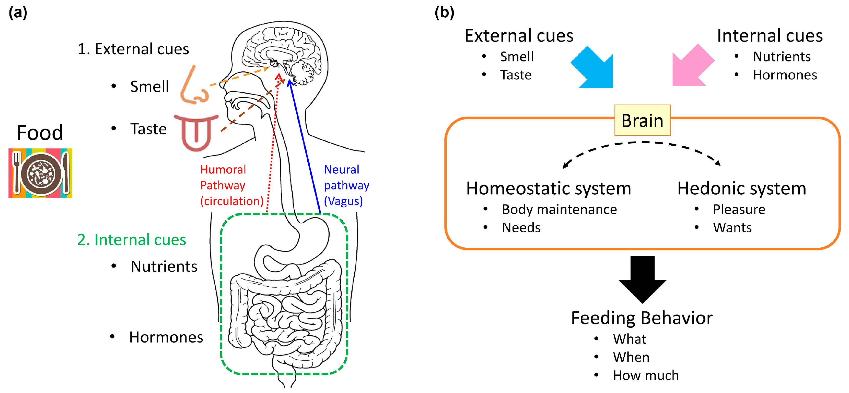 Appetitive ingestive behavior was measured over the estrous cycle in
