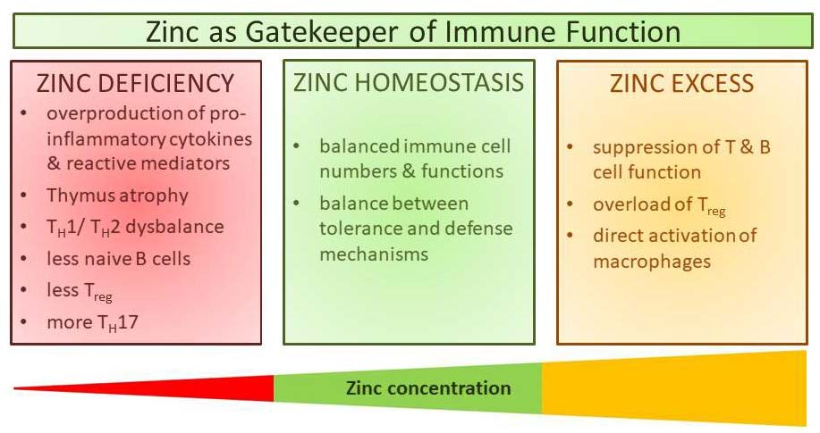 IV. Zinc Deficiency and its Impact on Immune Function