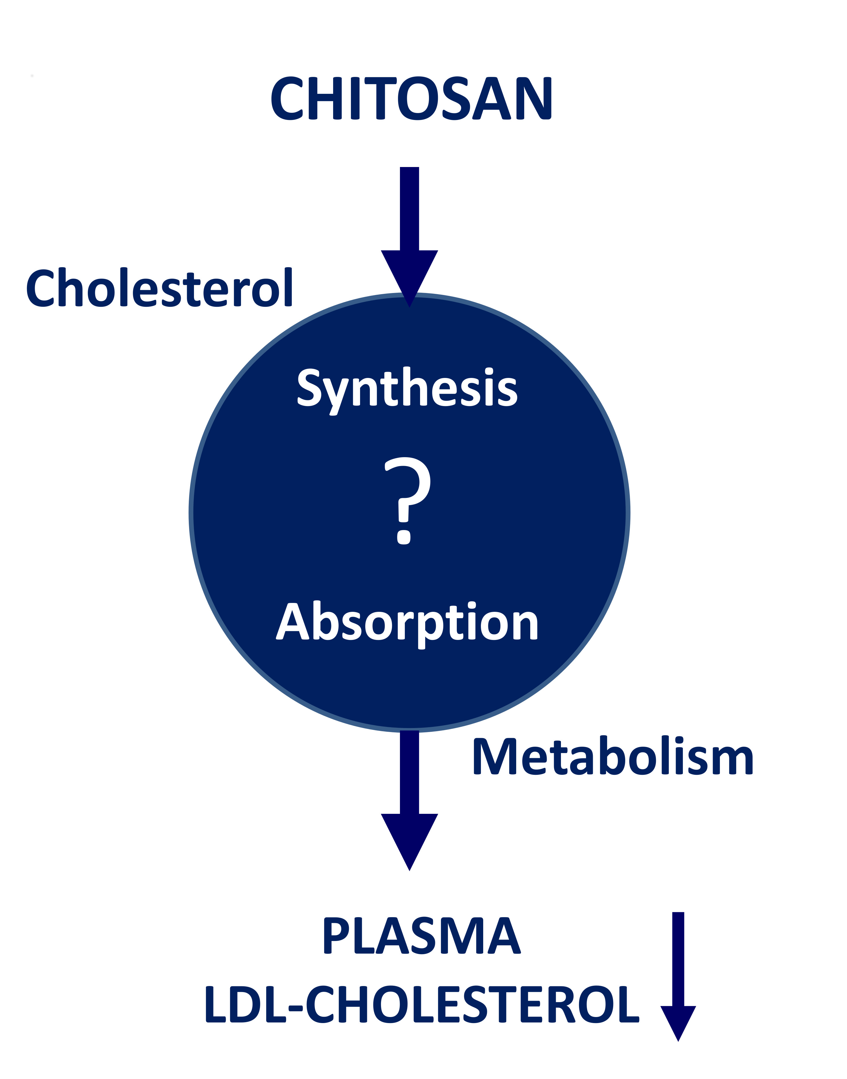 Chitosan for metabolism